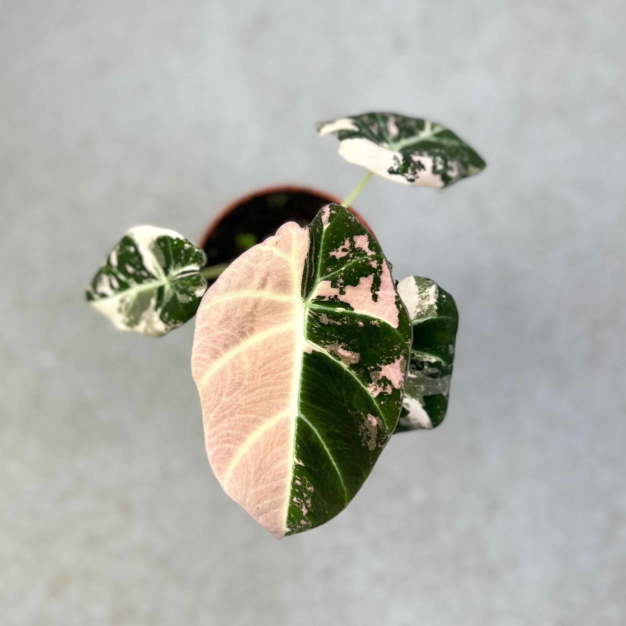 Alocasia Black Velvet Pink Variegata - Downtown Plant Club