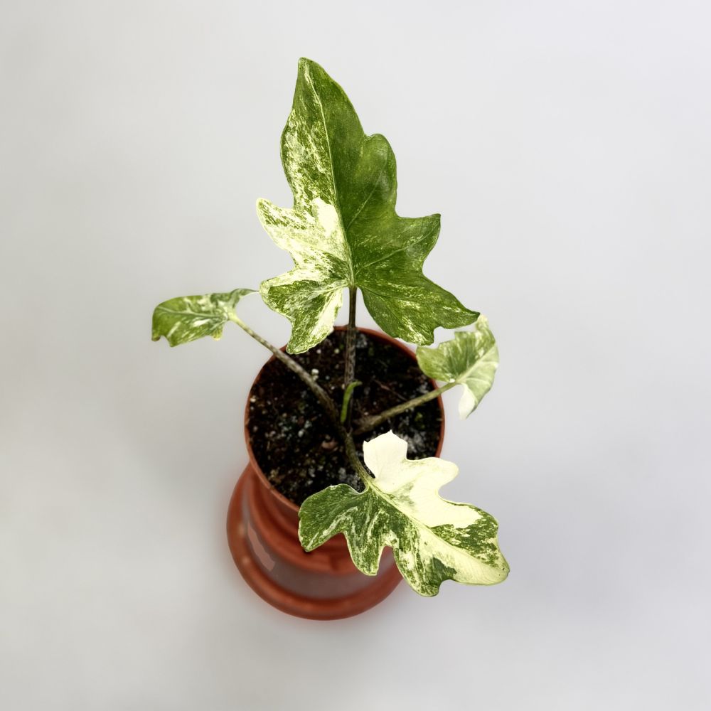 Alocasia Brancifolia Albo by Downtown Plant Club