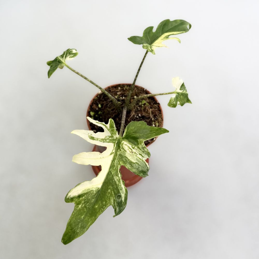 Alocasia Brancifolia Albo by Downtown Plant Club