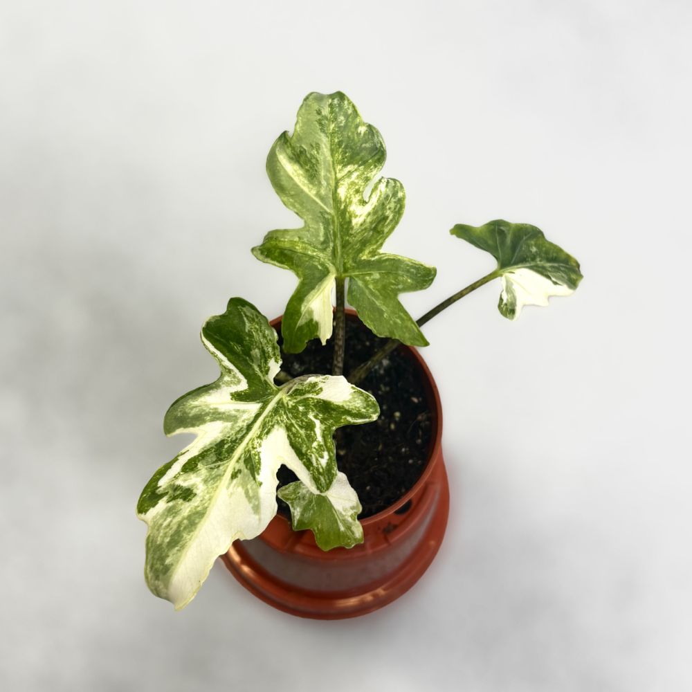 Alocasia Brancifolia Albo Variegata by Downtown Plant Club