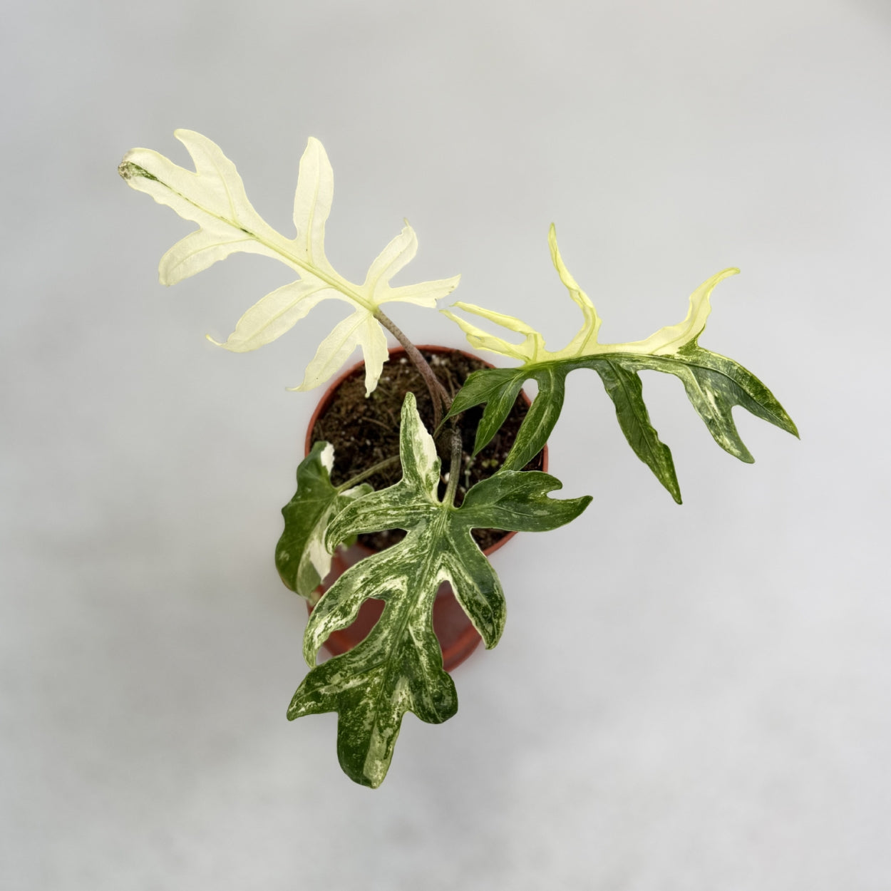 Alocasia Brancifolia Albo by Downtown Plant Club