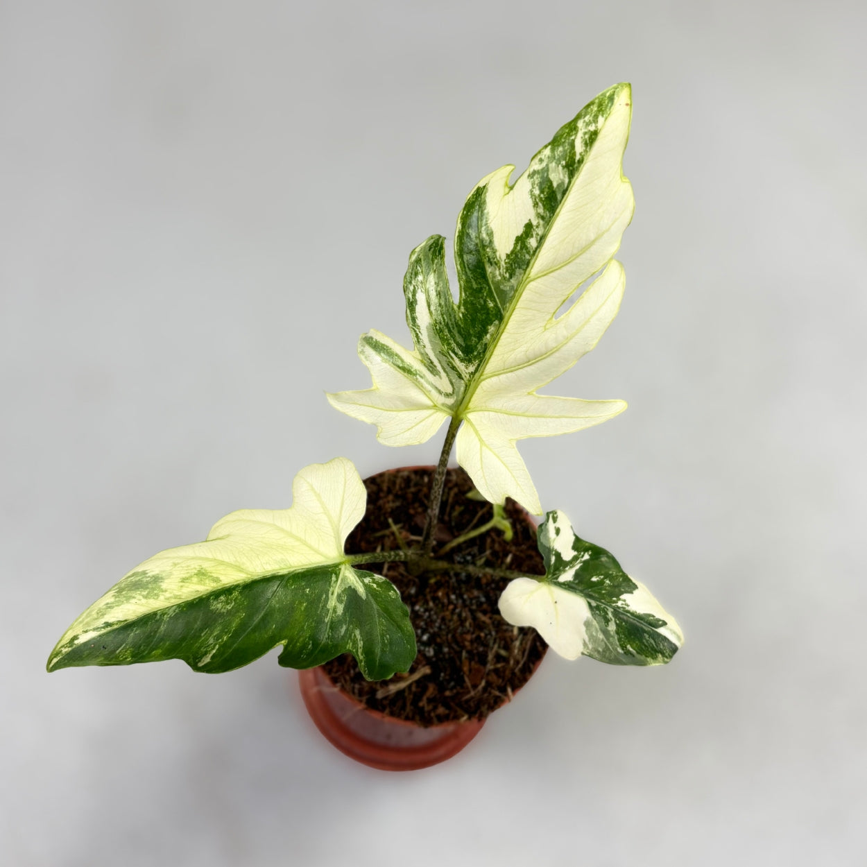 Alocasia Brancifolia Albo Variegata by Downtown Plant Club