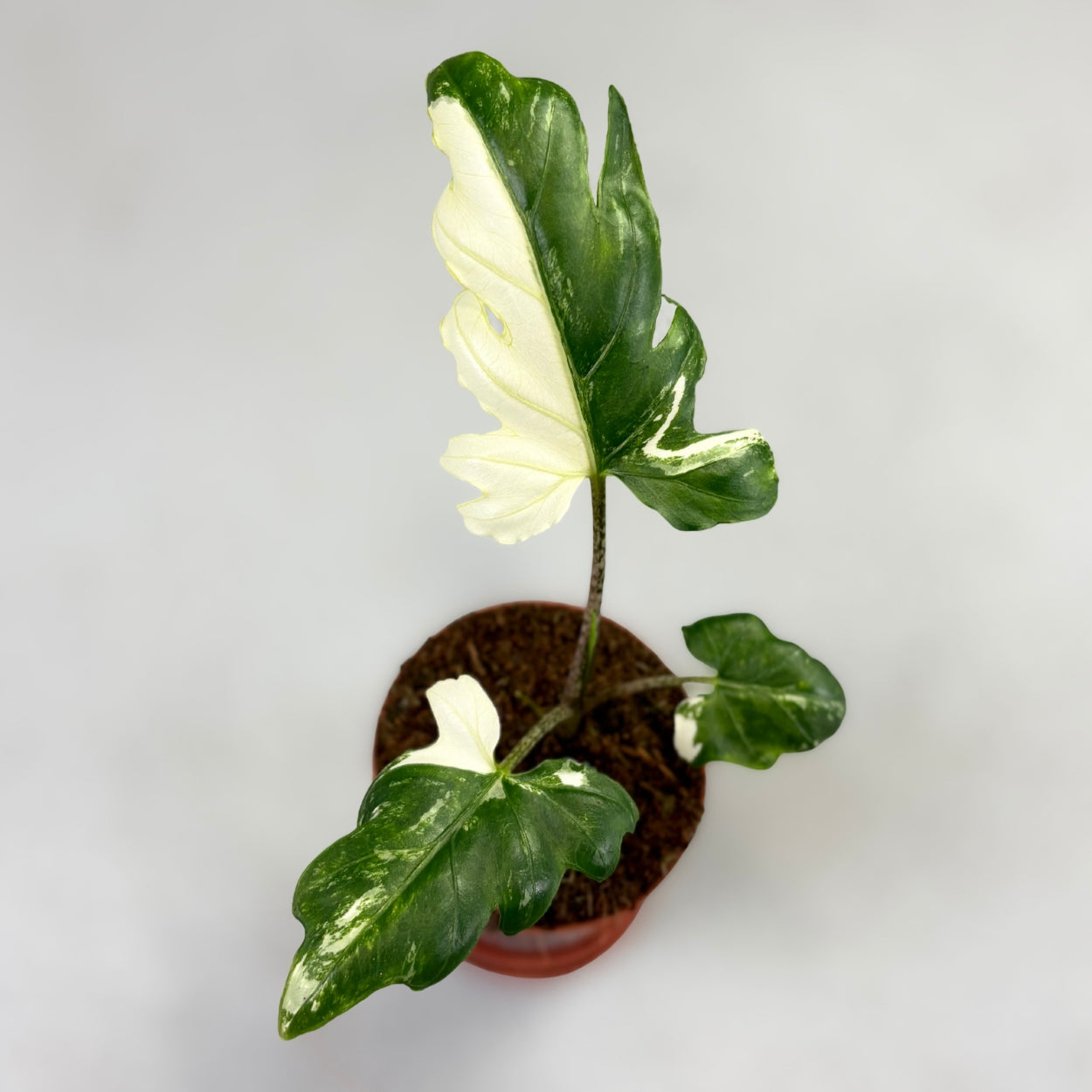 Alocasia Brancifolia Albo Variegata by Downtown Plant Club