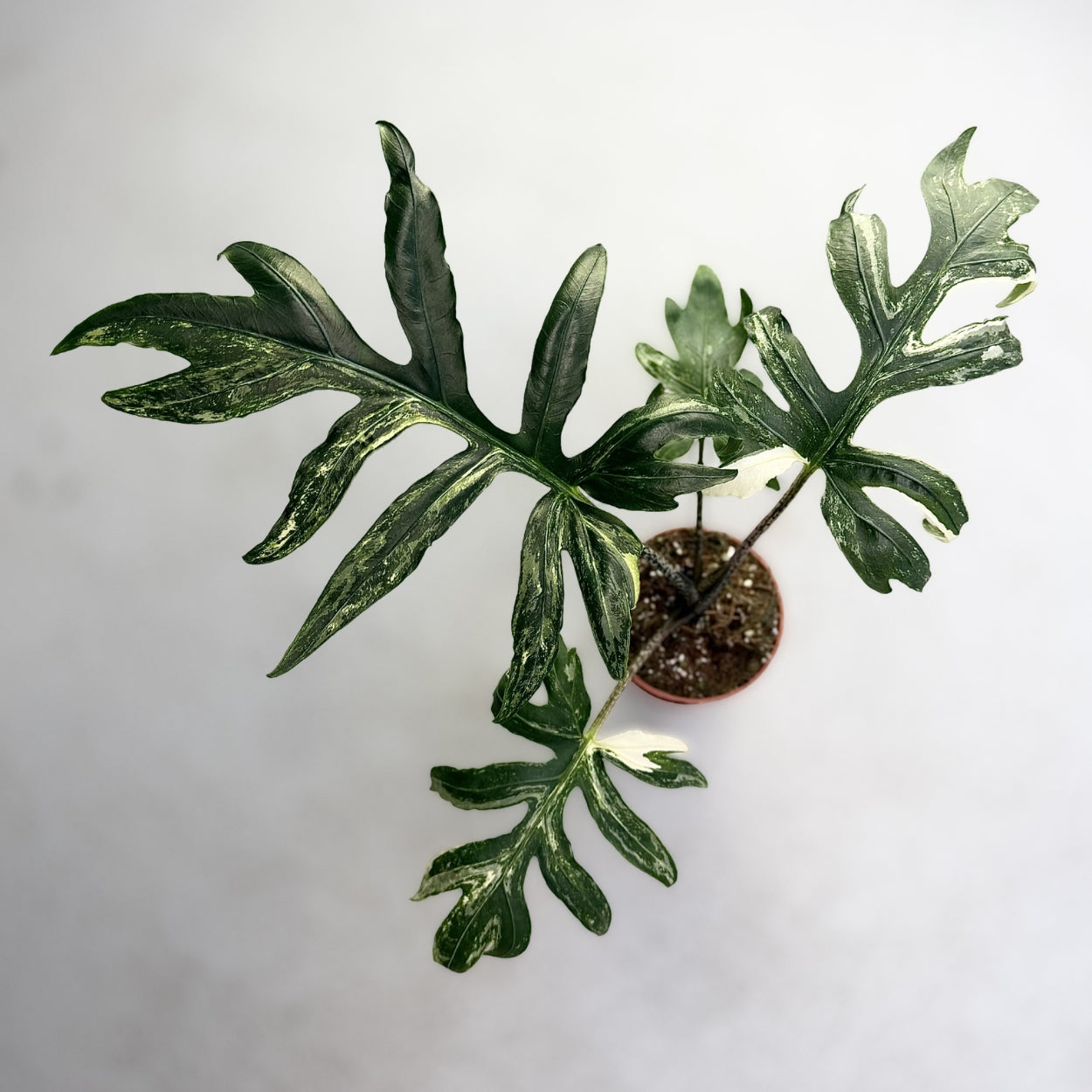 Alocasia Brancifolia Albo Variegata by Downtown Plant Club