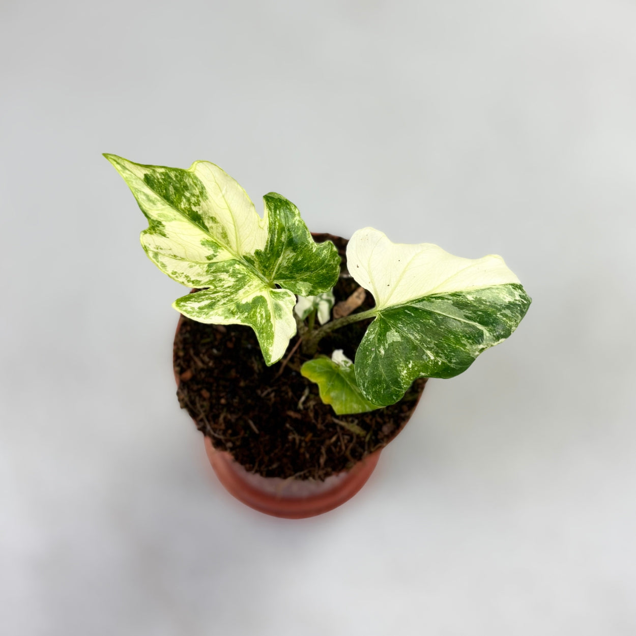 Alocasia Brancifolia Albo Variegata by Downtown Plant Club