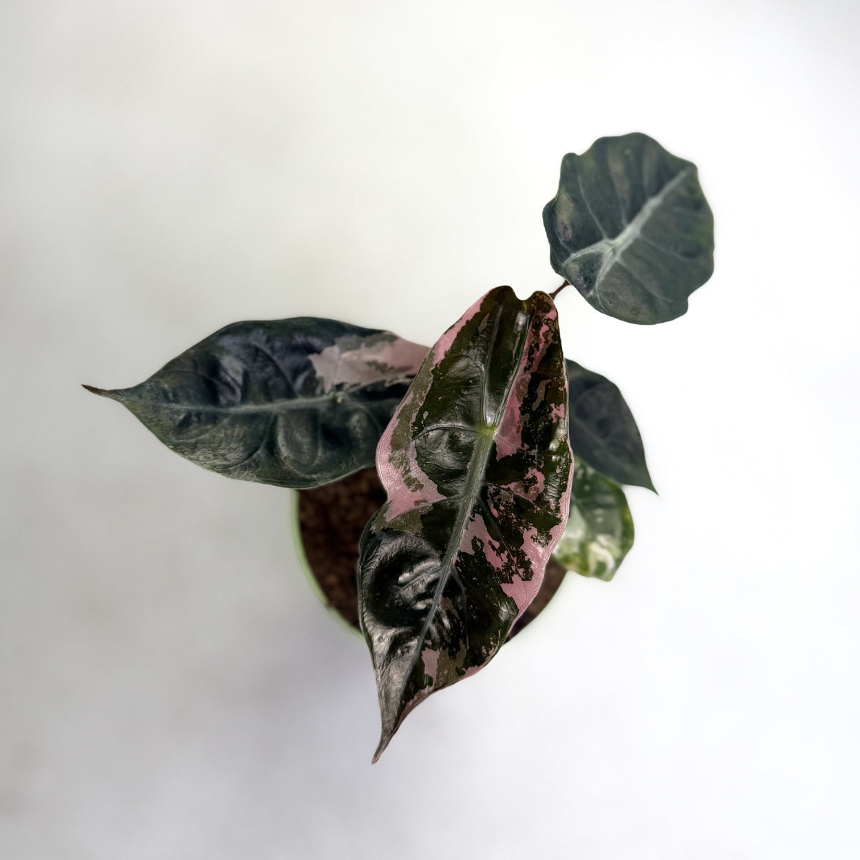 Alocasia Chantrieri Pink Variegata by Downtown Plant Club