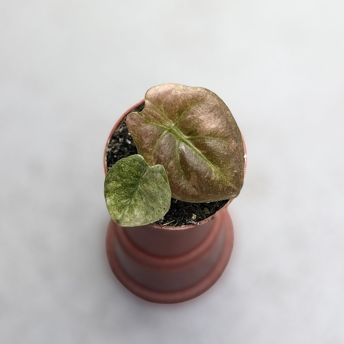 alocasia cuprea variegata Alocasia Cuprea Pink Mint Variegata