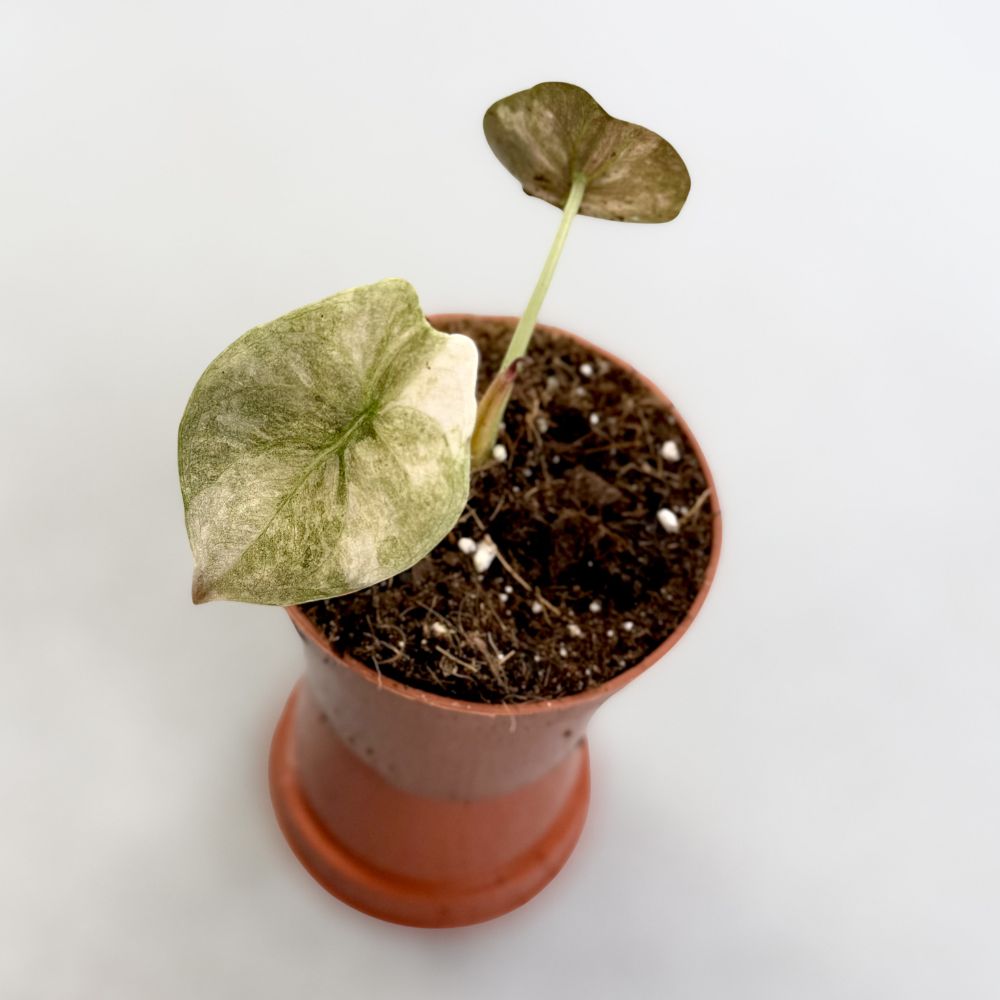 Alocasia Cuprea Pink Variegata by Downtown Plant Club 