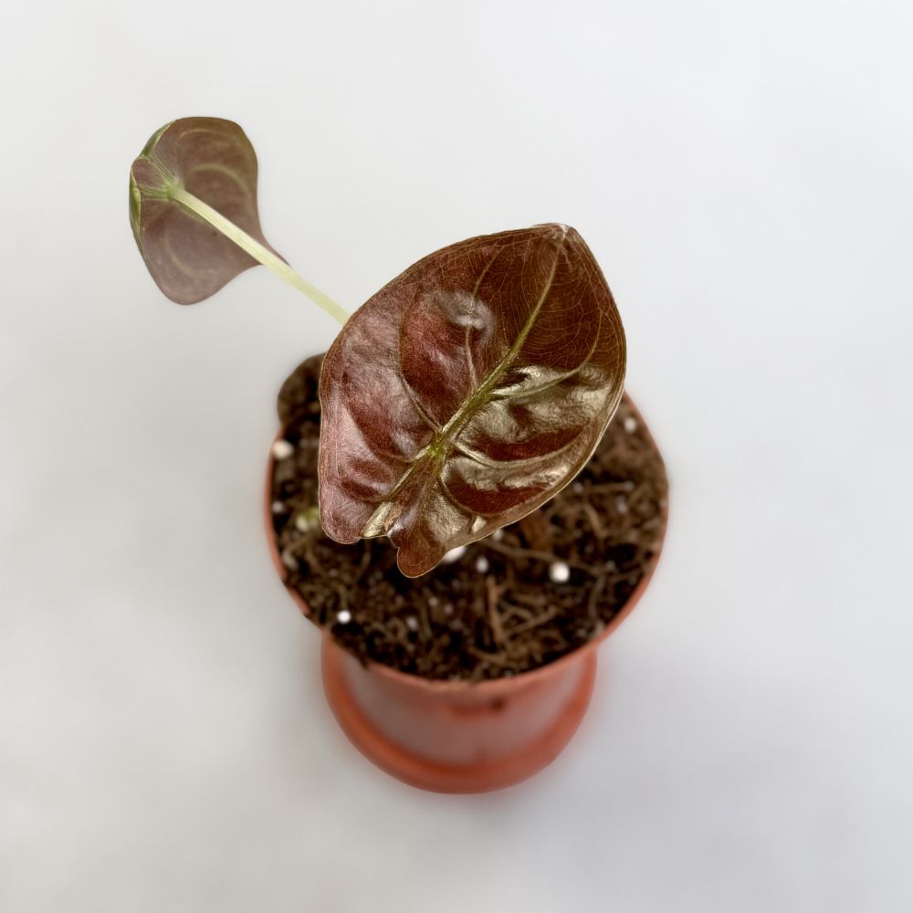 Alocasia Cuprea Pink Variegata by Downtown Plant Club 