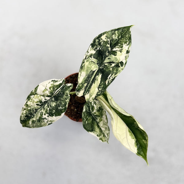 Alocasia-Dragon-Scale-Albo-