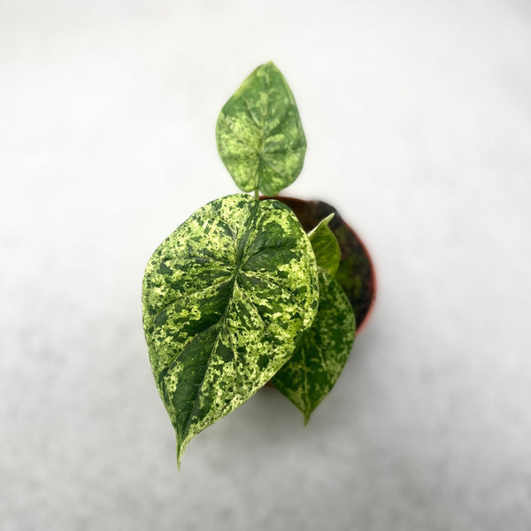 Alocasia Dragon Scale mint 2本セット Alocasia Dragon Scale Mint