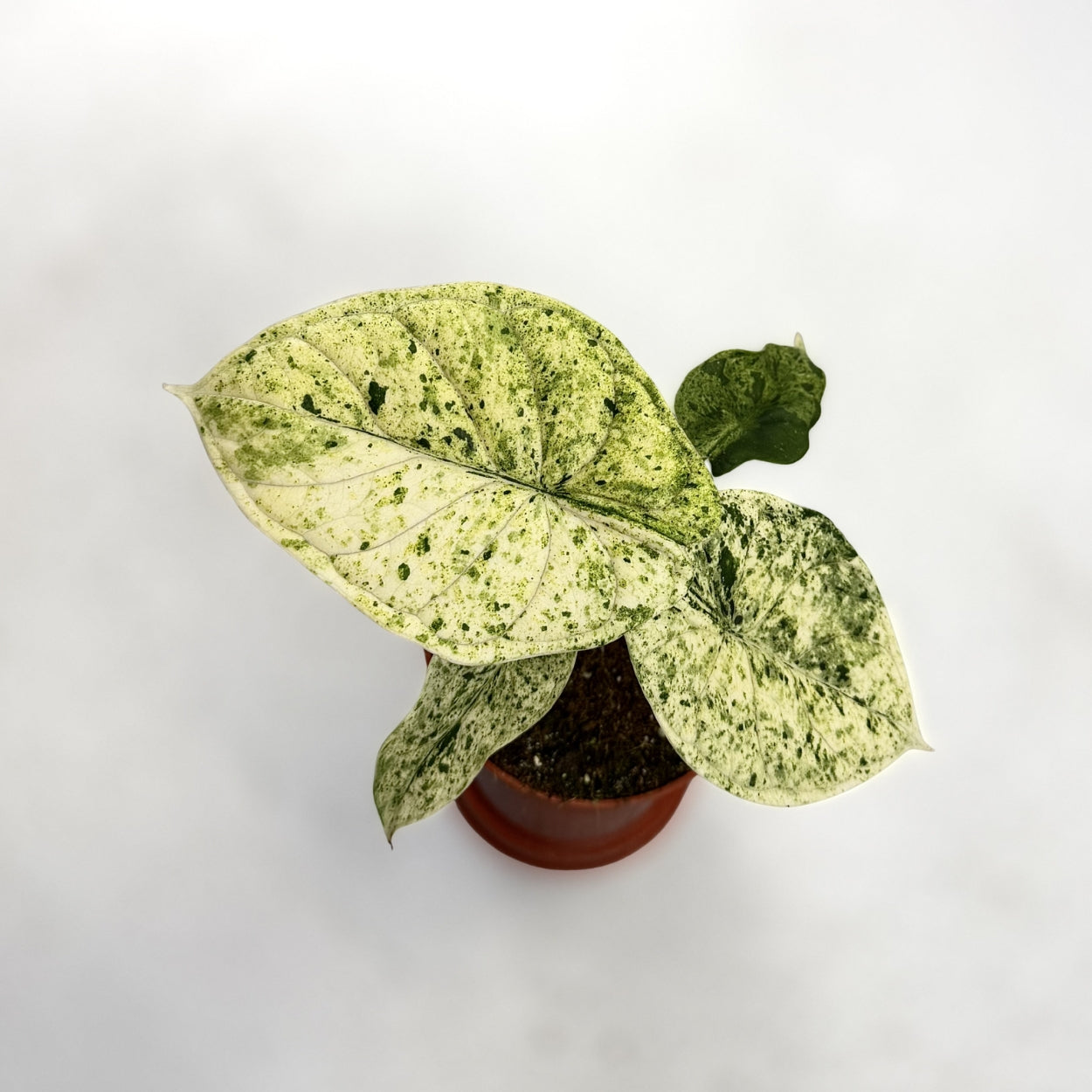 Alocasia Dragon Scale Mint Variegata by Downtown Plant Club