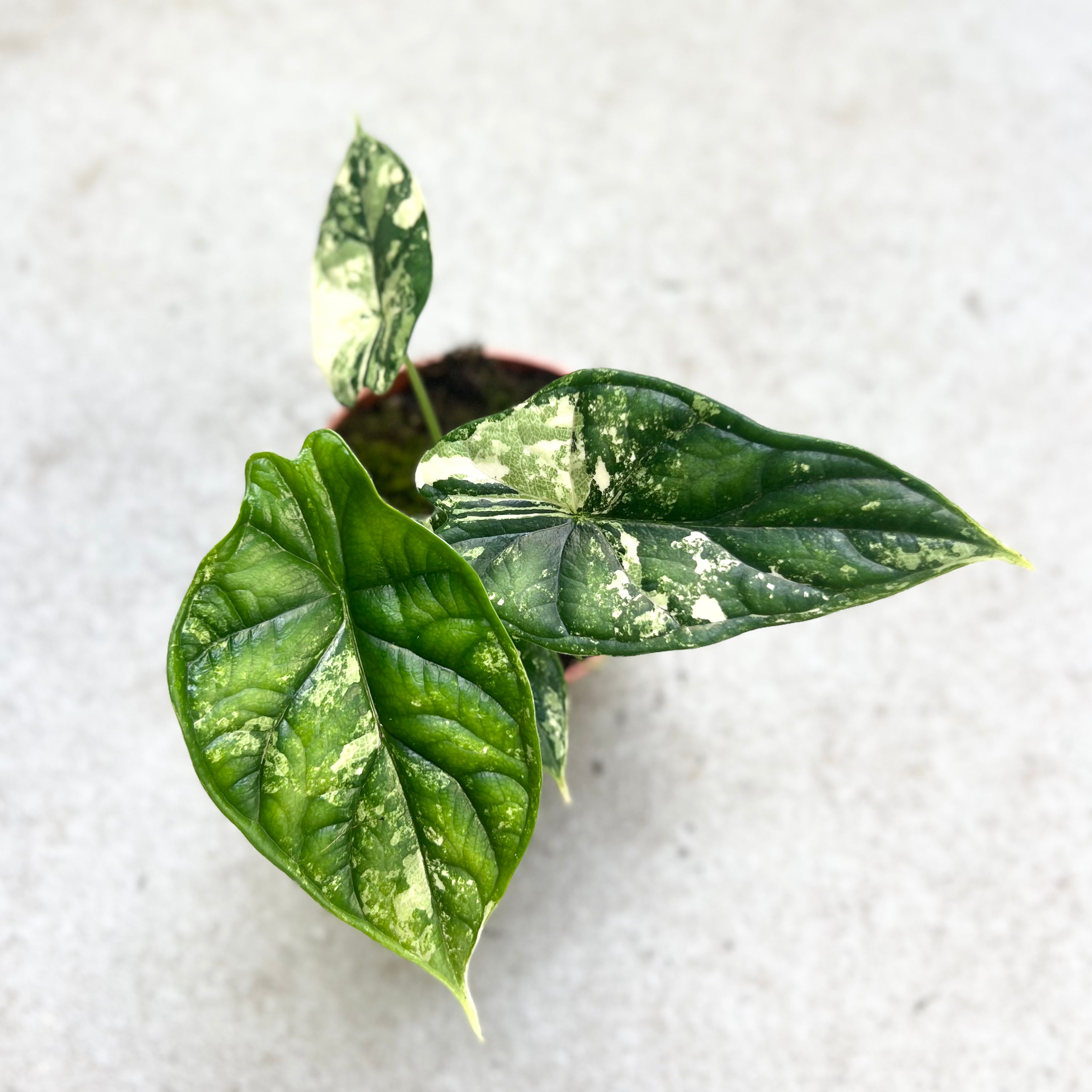 Alocasia Dragon Scale Variegata - Downtown Plant Club