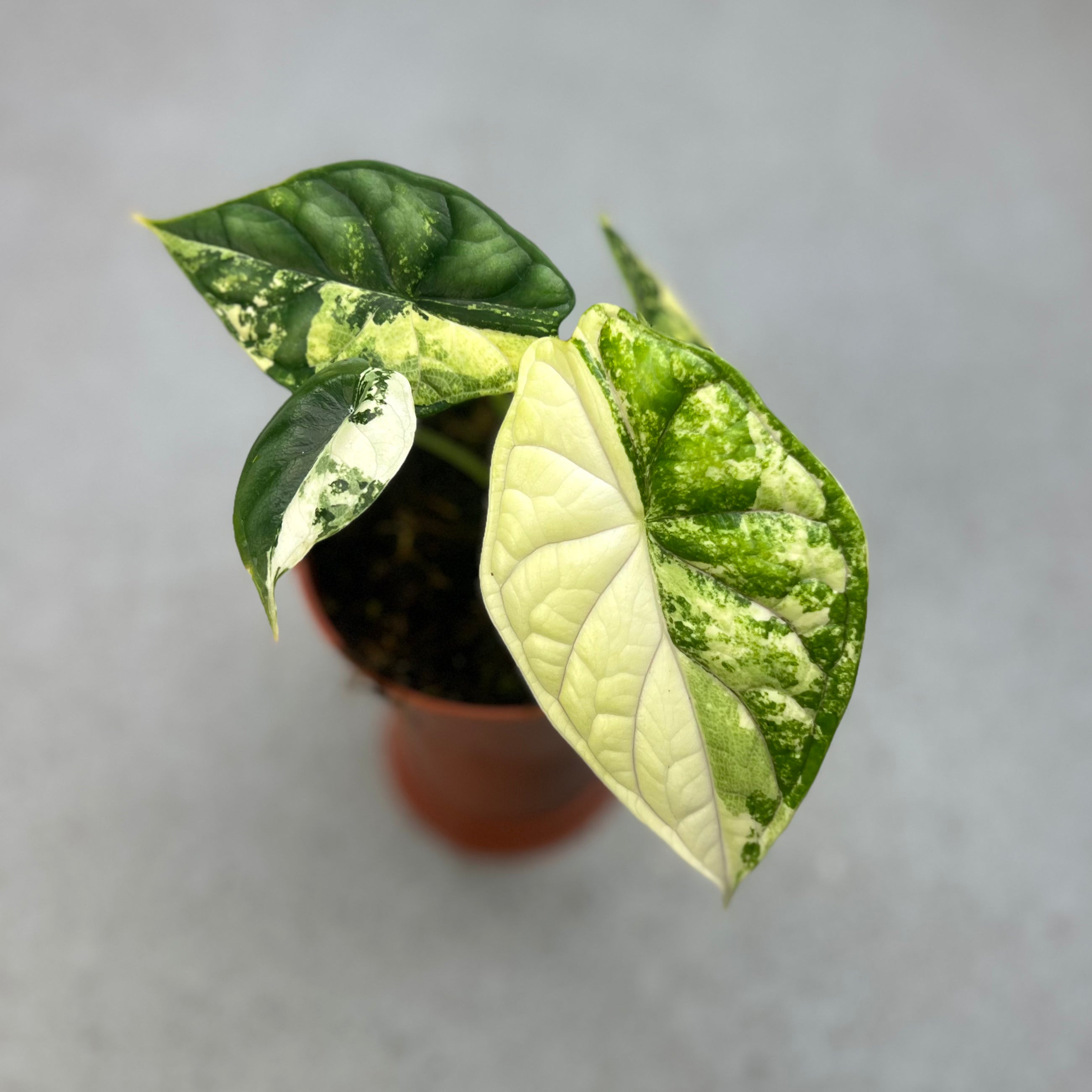 Alocasia Dragon Scale Variegata