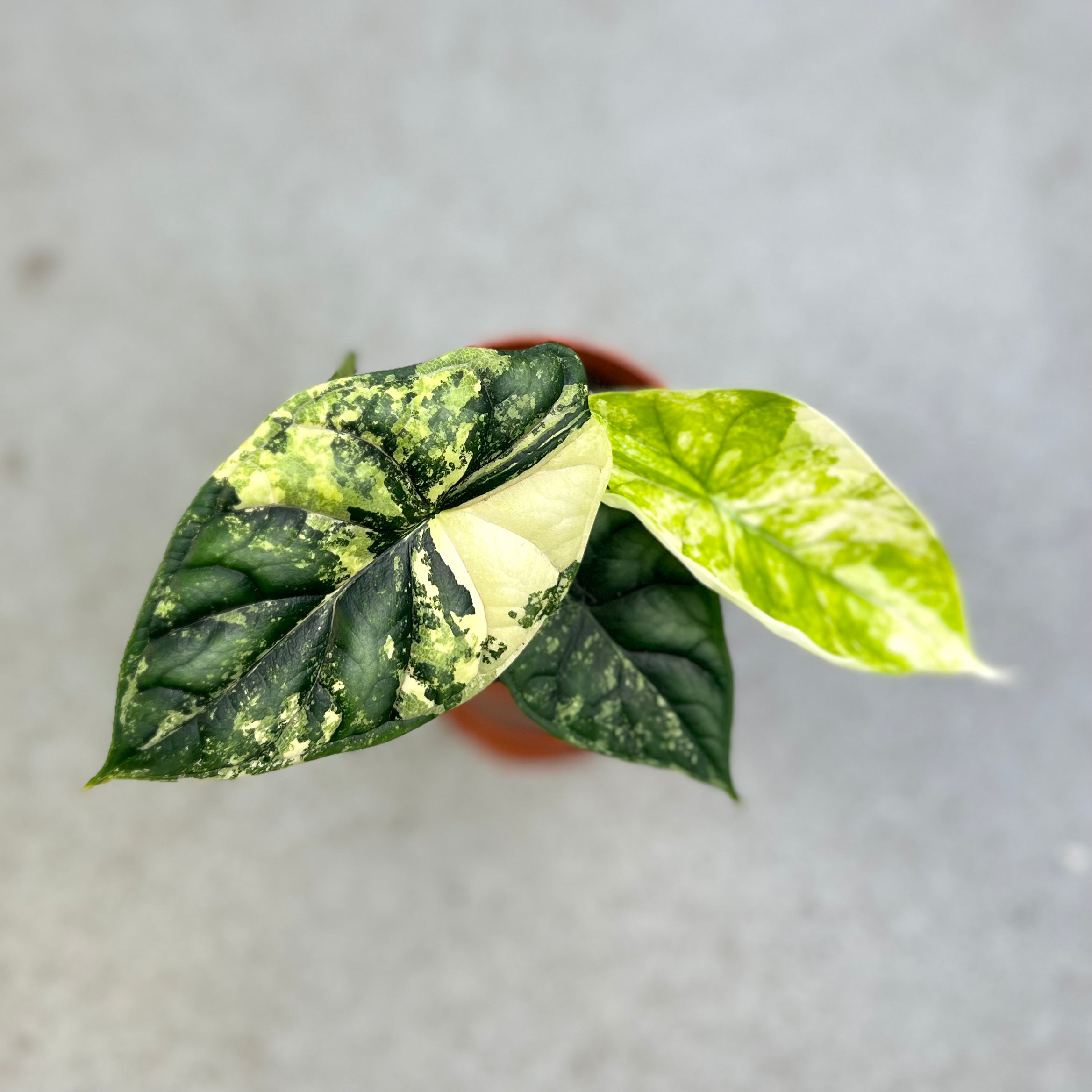 Alocasia Dragon Scale Variegata