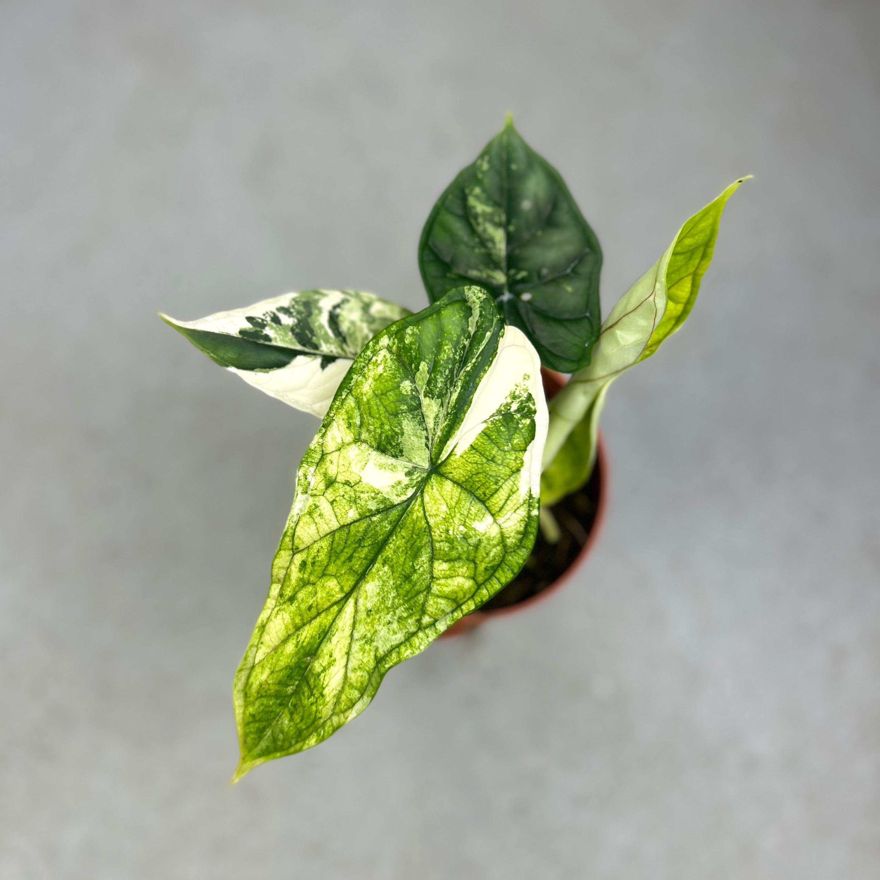 Alocasia Dragon Scale Variegata