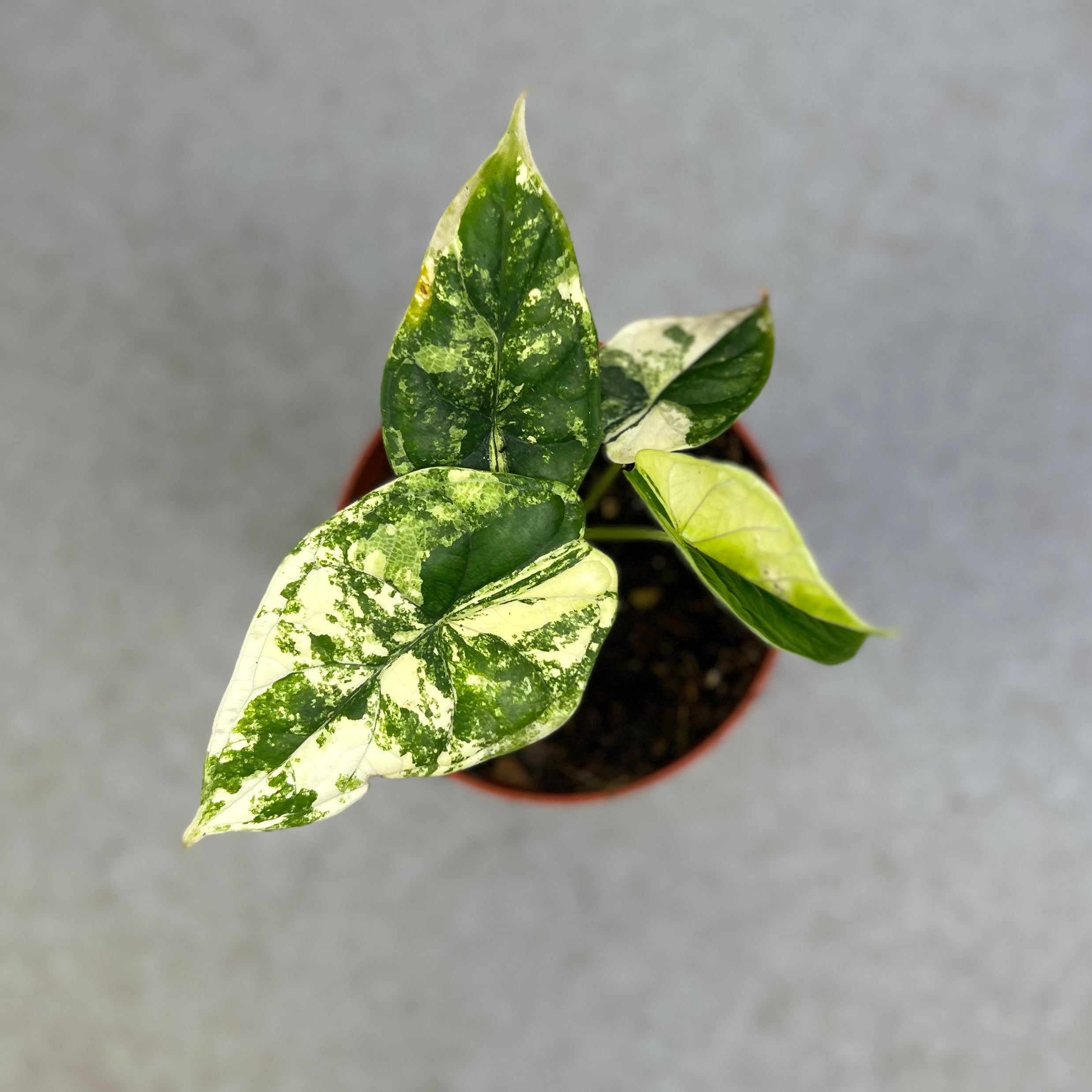 Alocasia Dragon Scale Variegata