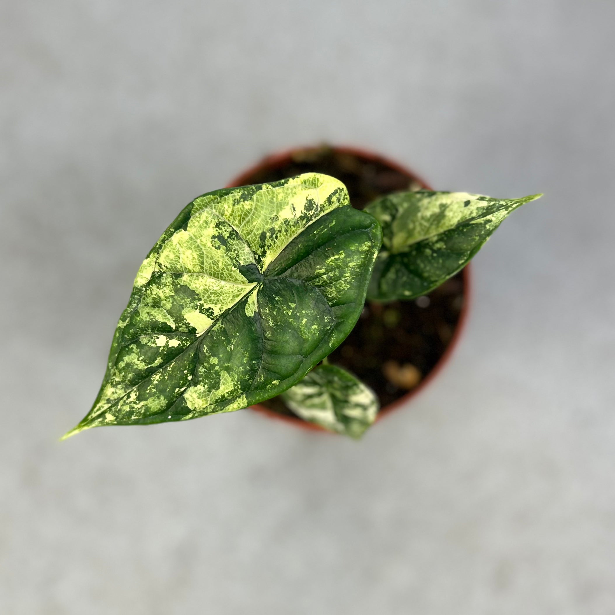 Alocasia Dragon Scale Variegata