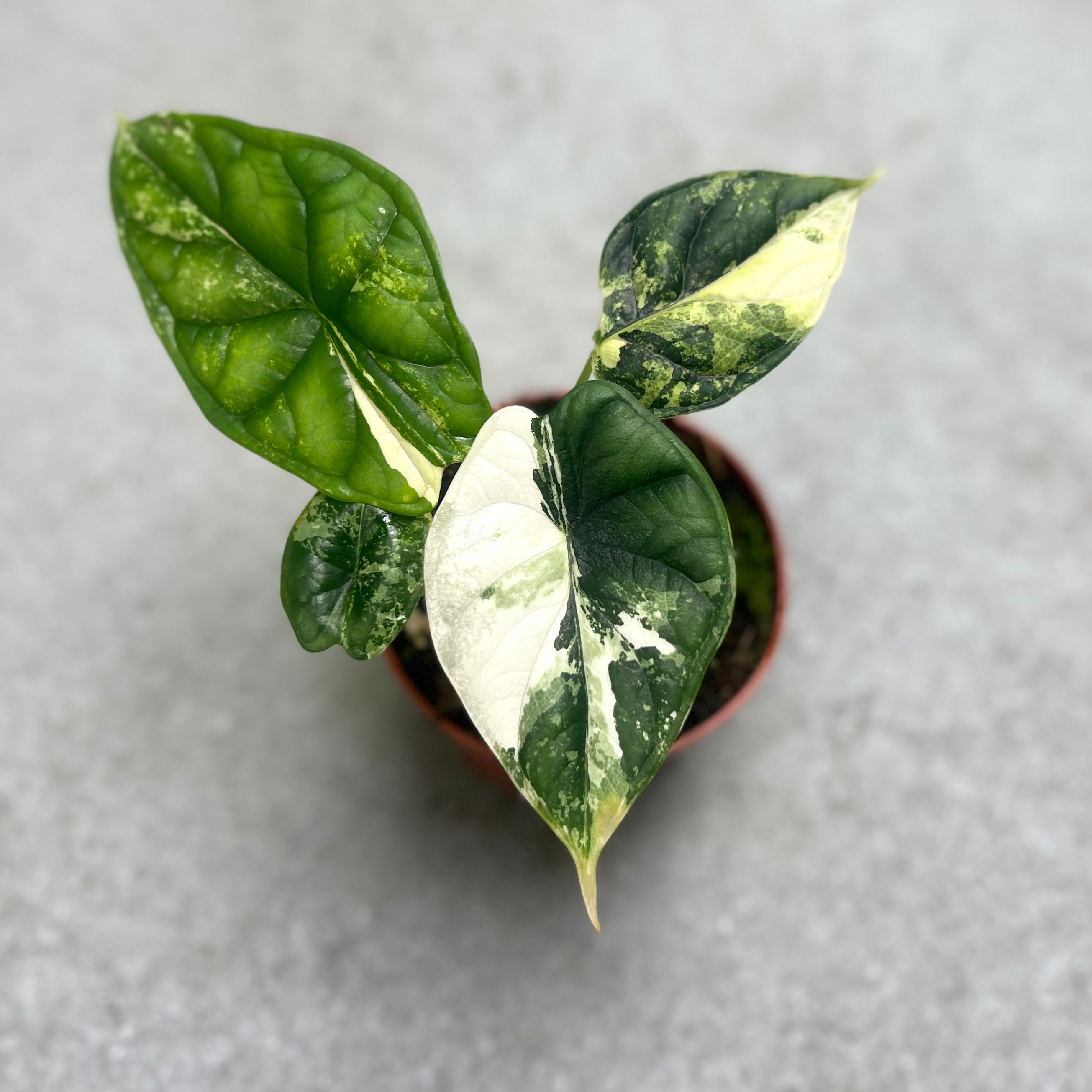 Alocasia Dragon Scale Variegata