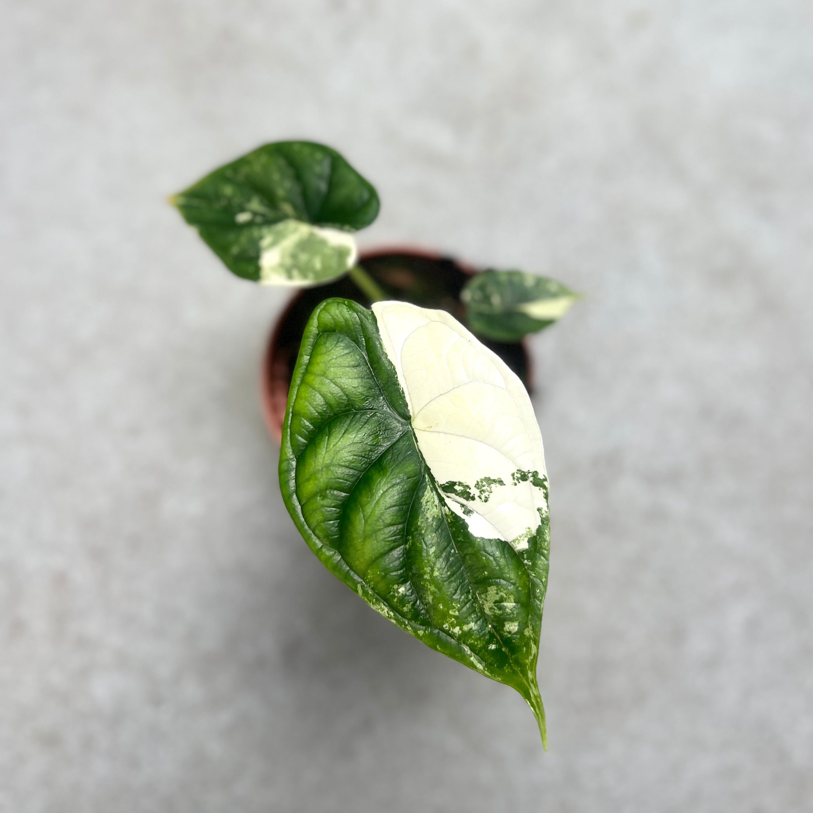 Alocasia Dragon Scale Variegata