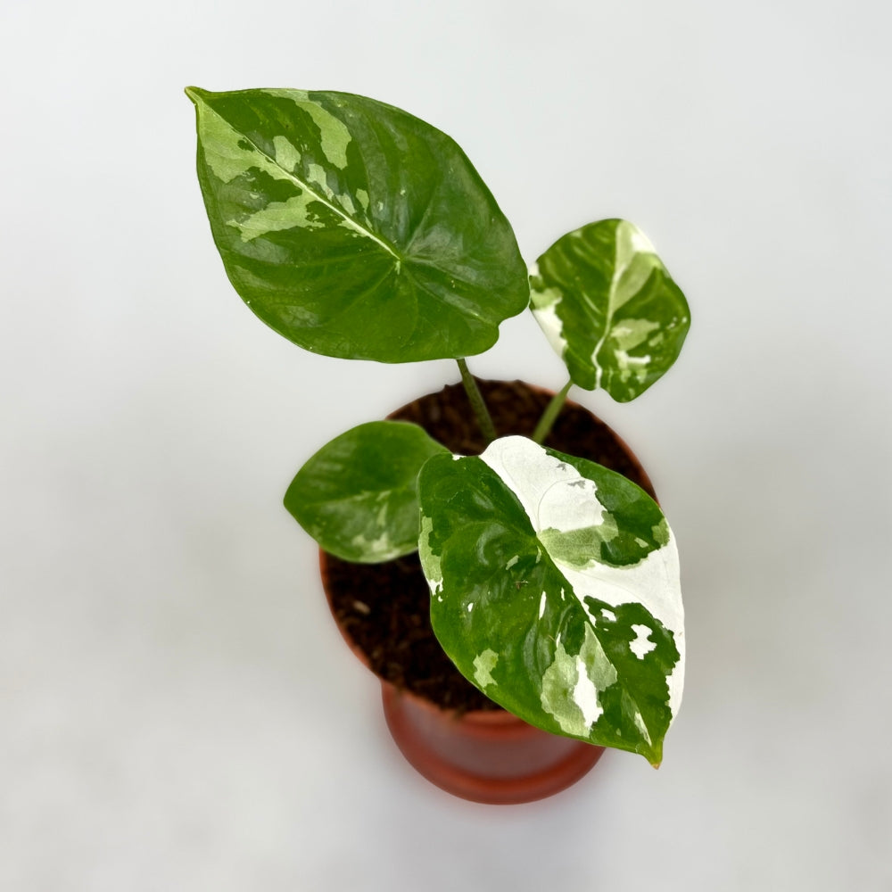 Alocasia Fornicata Albo Variegata - Downtown Plant Club