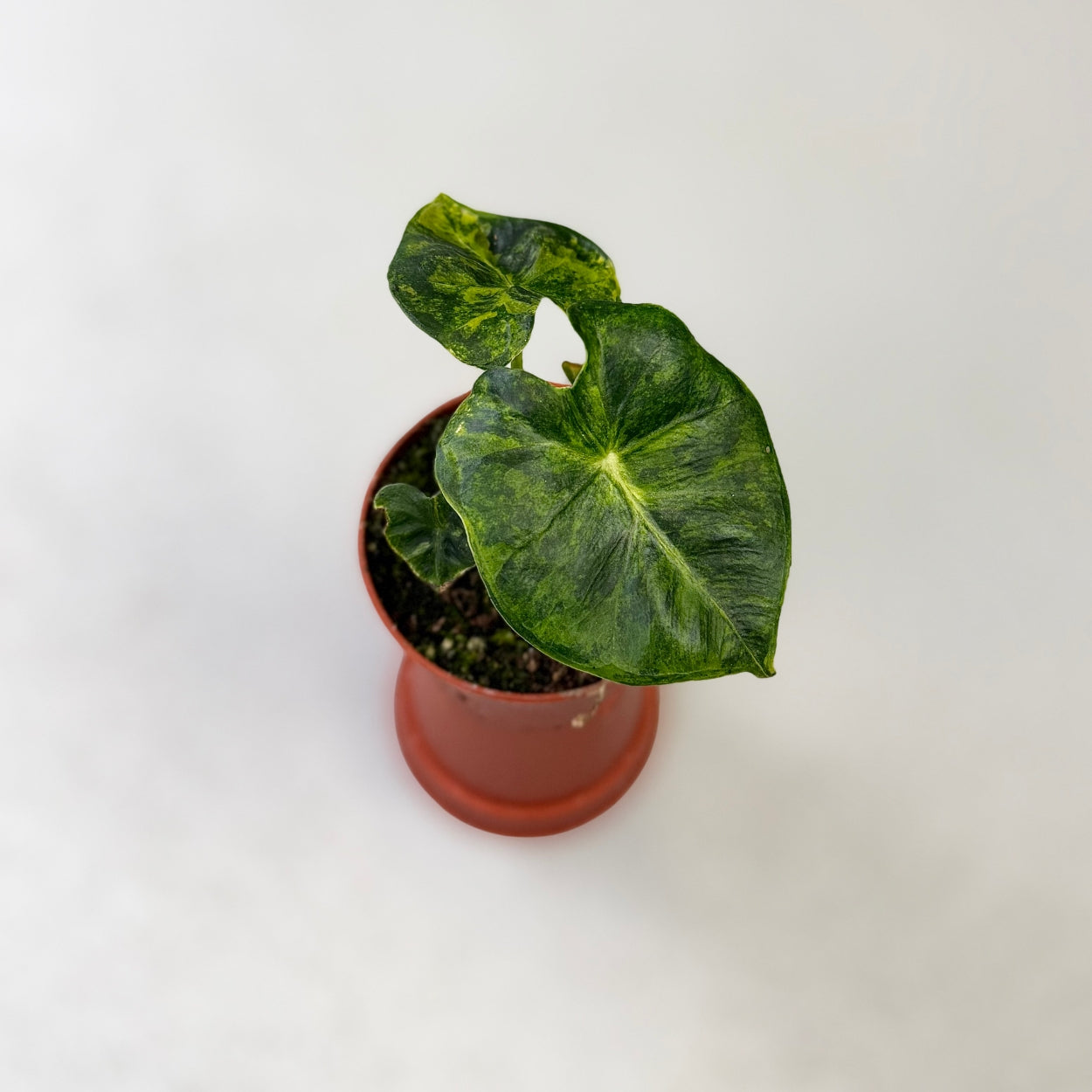 Alocasia Frydek Dorayaki Aurea or London Eye Variegata by Downtown Plant Club