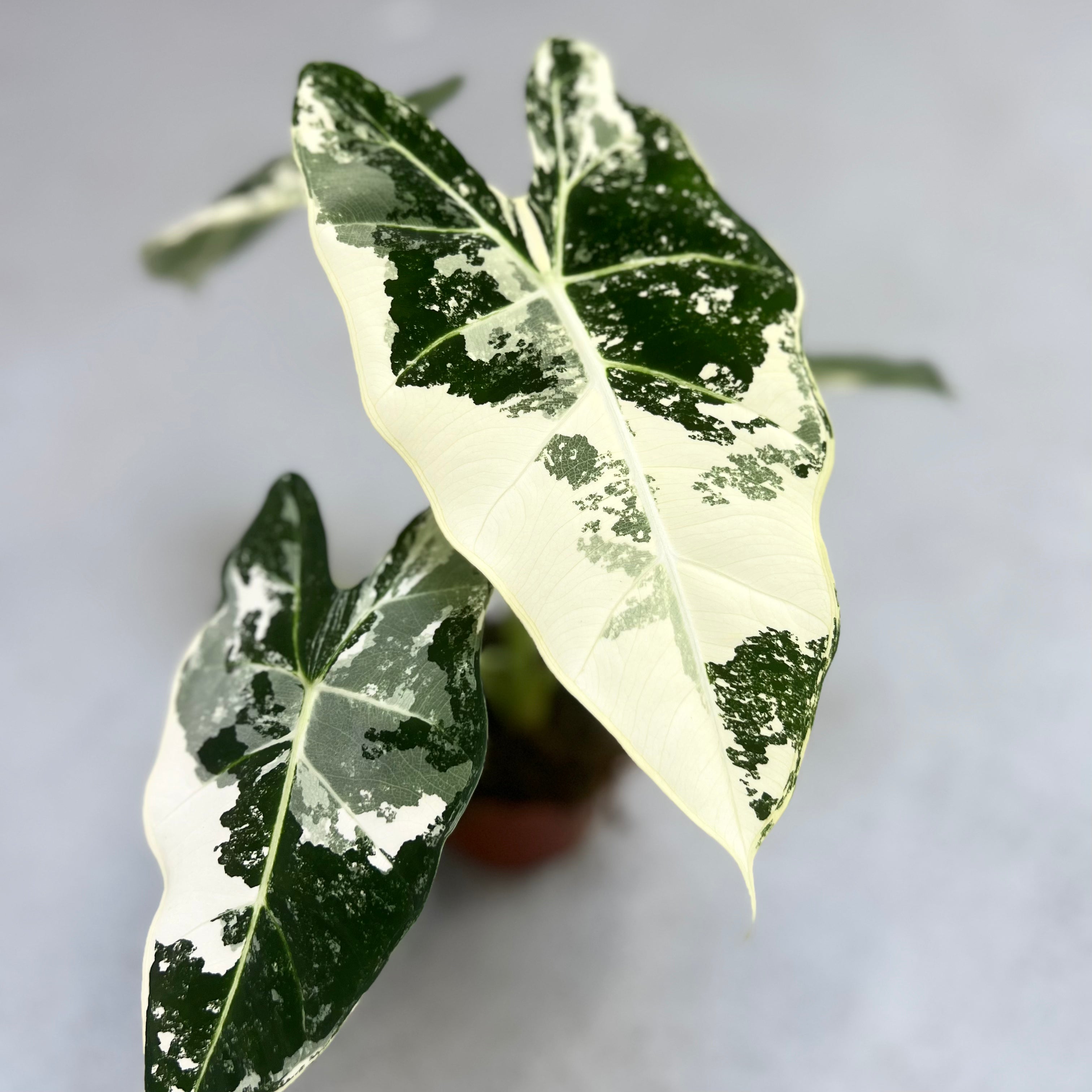 Alocasia Frydek Variegata – Downtown Plant Club