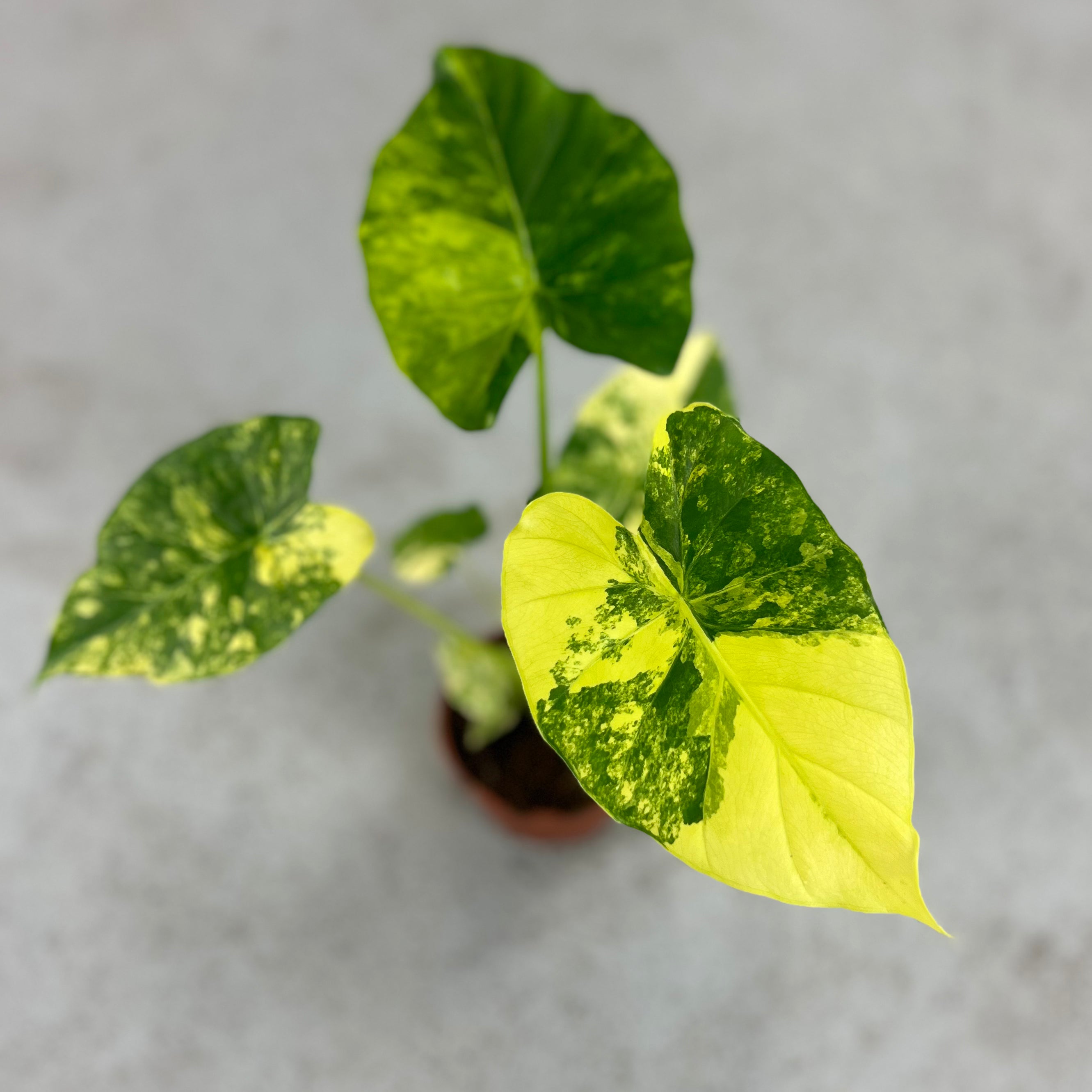 Alocasia Gageana Aurea Variegata - Downtown Plant Club