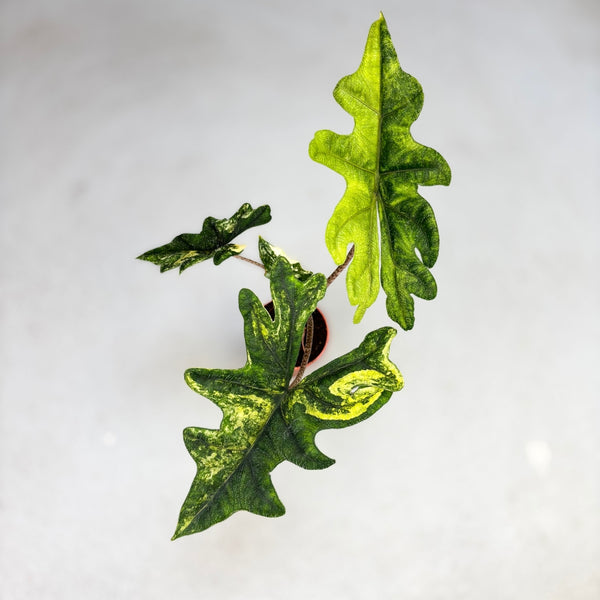 Alocasia Jacklyn Variegata