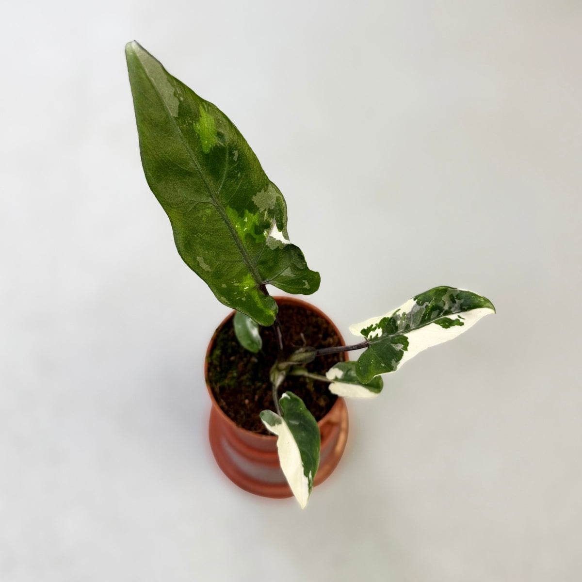 alocasia lauterbachiana variegata Alocasia Lauterbachiana Albo Variegata