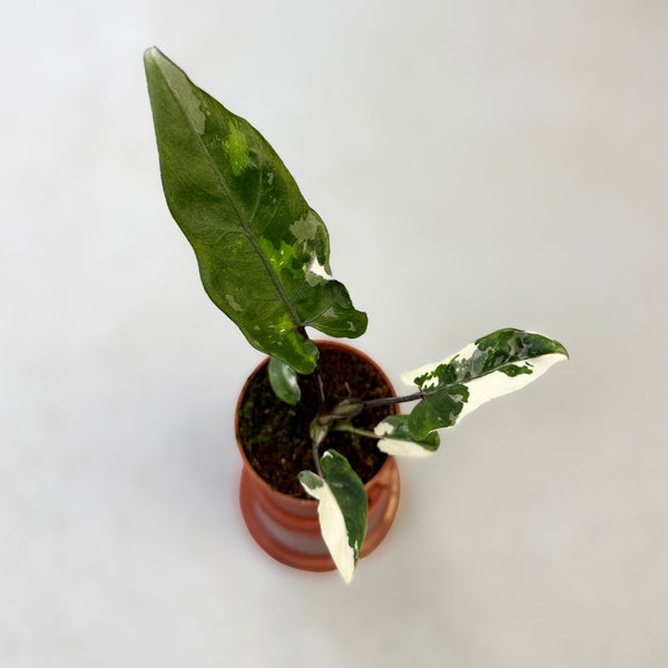 Alocasia Lauterbachiana Albo Variegata