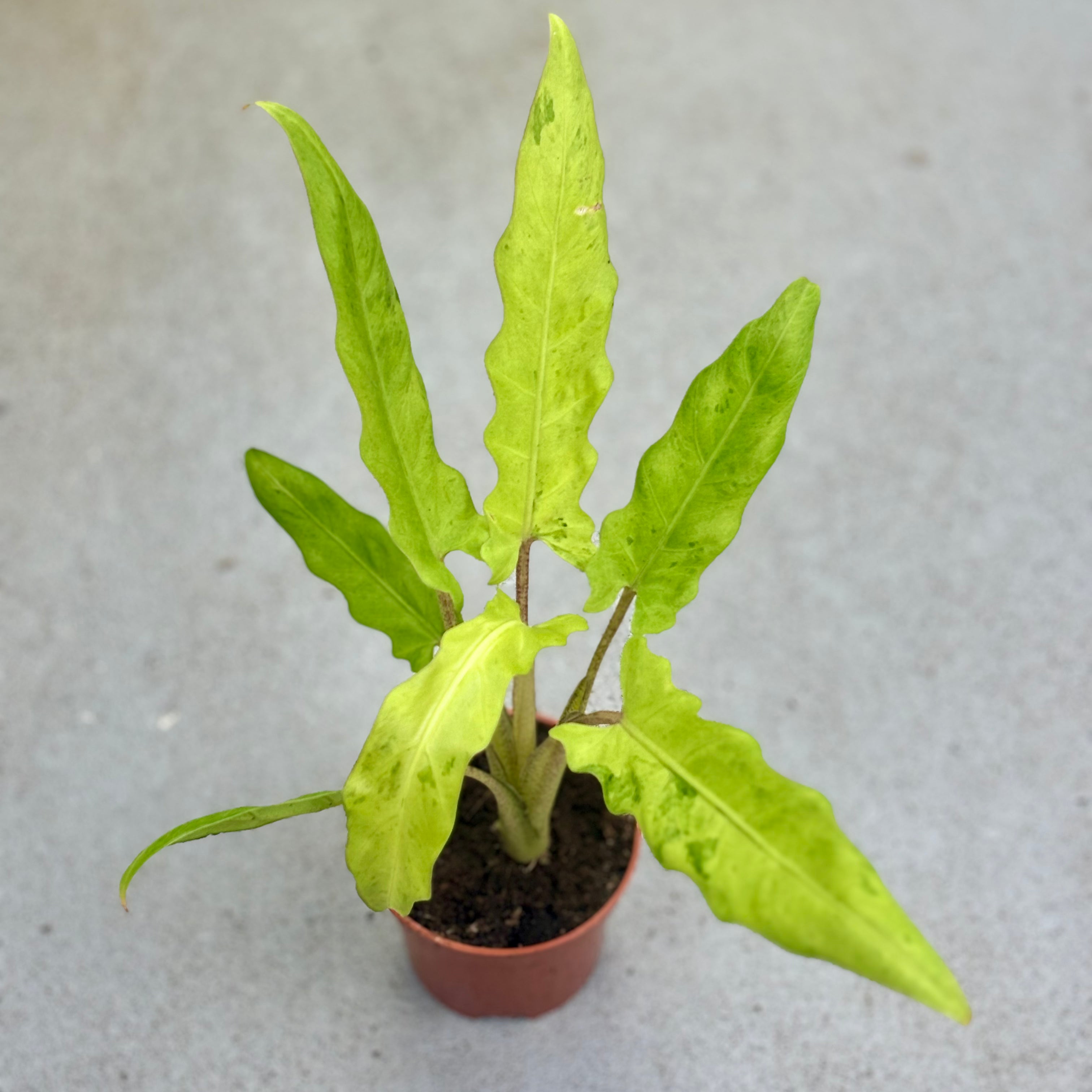 Alocasia-Lauterbachiana-Variegata-Downtownplantclub