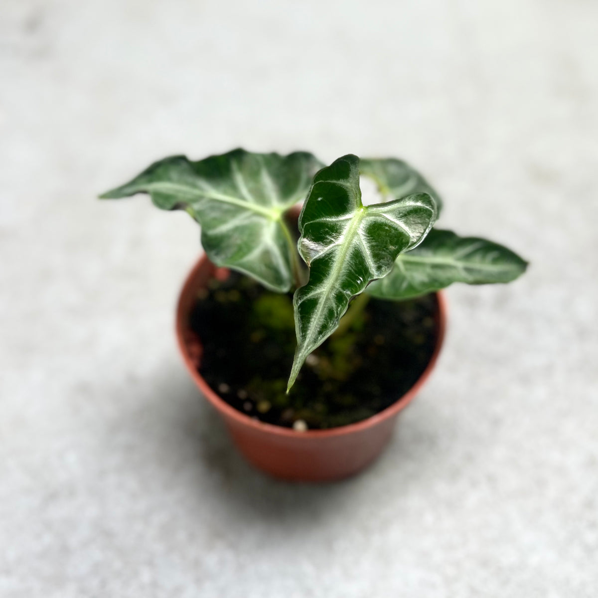 アロカシア・ロコ Alocasia Loco x 10 plants Alocasia 'Loco' - Gabriella Plants