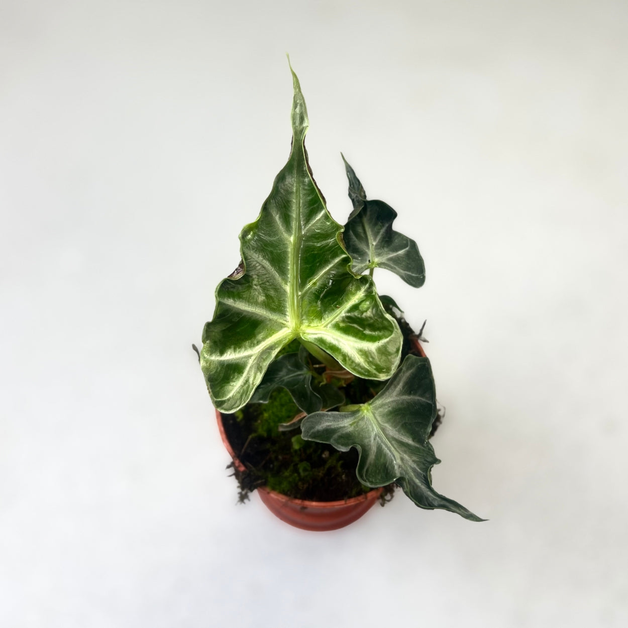 Alocasia Loco - Downtown Plant Club