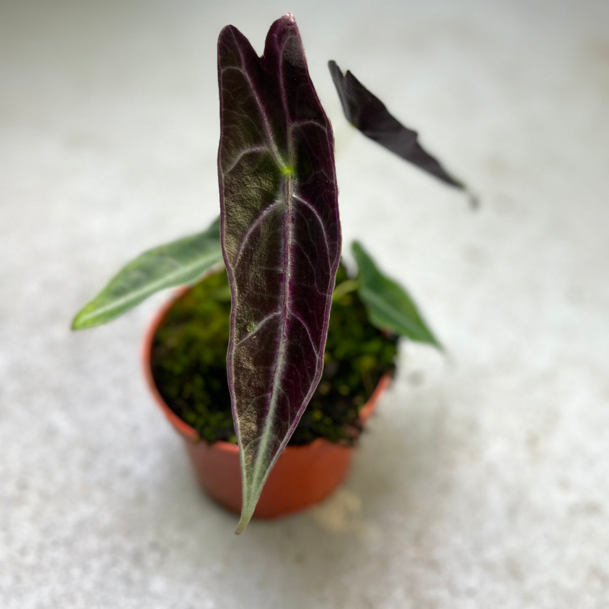 『SALE』Alocasia Longloba var(TC) 【7-4】 Alocasia longiloba 'Purple Vein' - Gabriella Plants