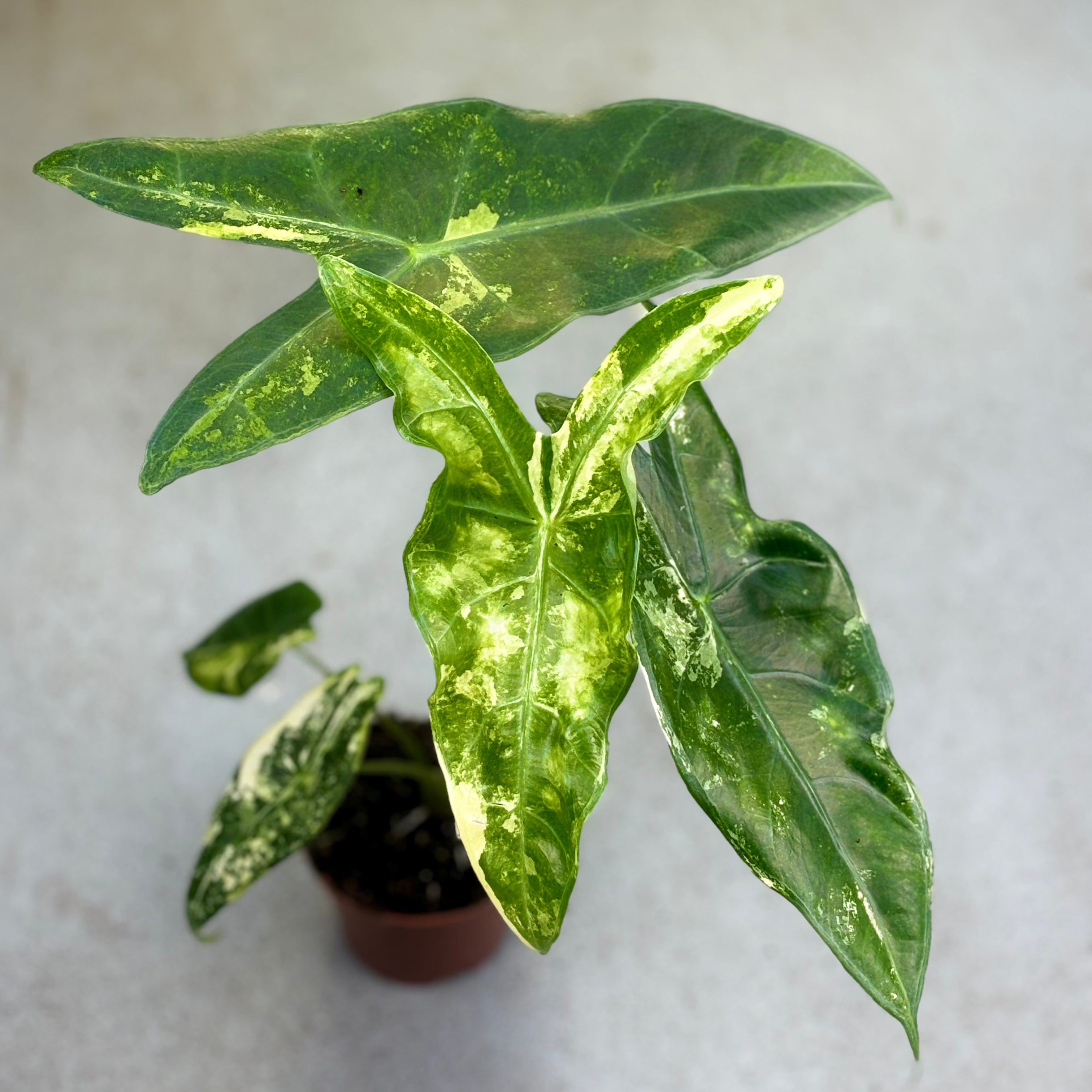 Alocasia-Longiloba-Variegata-Downtownplantclub