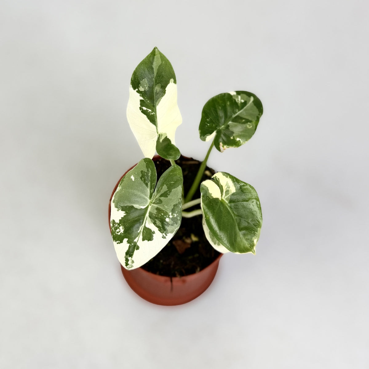 Alocasia Macrorrhiza Albo Variegata