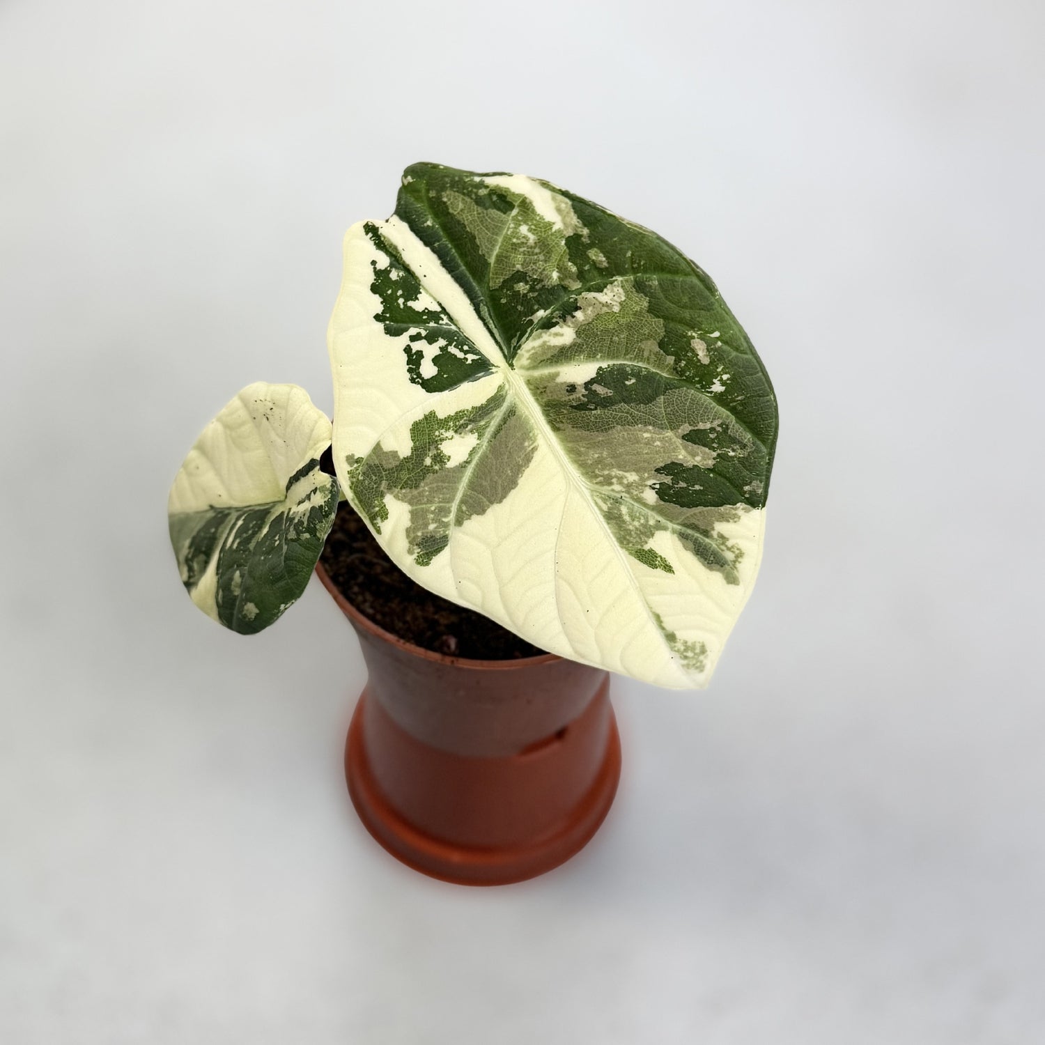 Alocasia Maharani Albo Variegated by Downtown Plant Club
