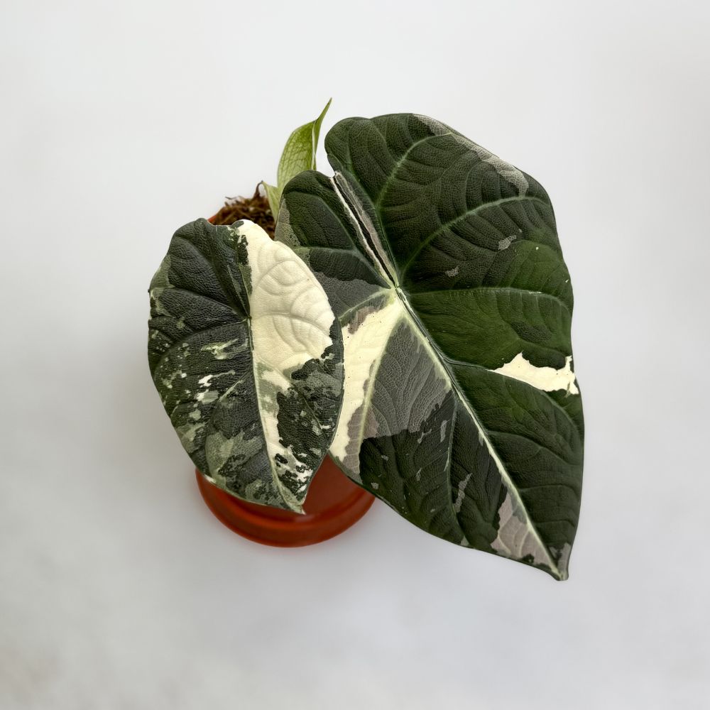Alocasia Maharani Albo Variegata by Downtown Plant Club