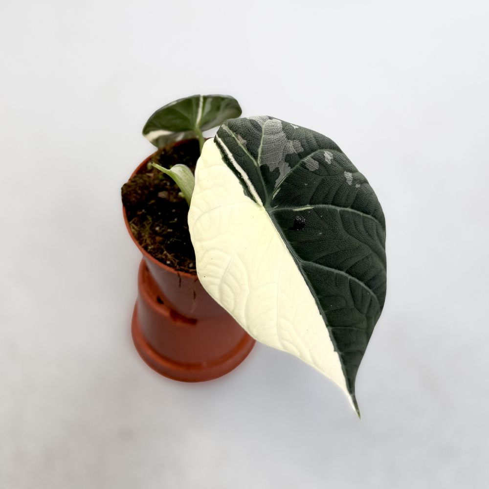 Alocasia Maharani Albo Variegata by Downtown Plant Club
