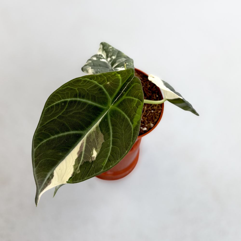 Alocasia Maharani Albo Variegated アロカシア マハラニ アルボ斑入り