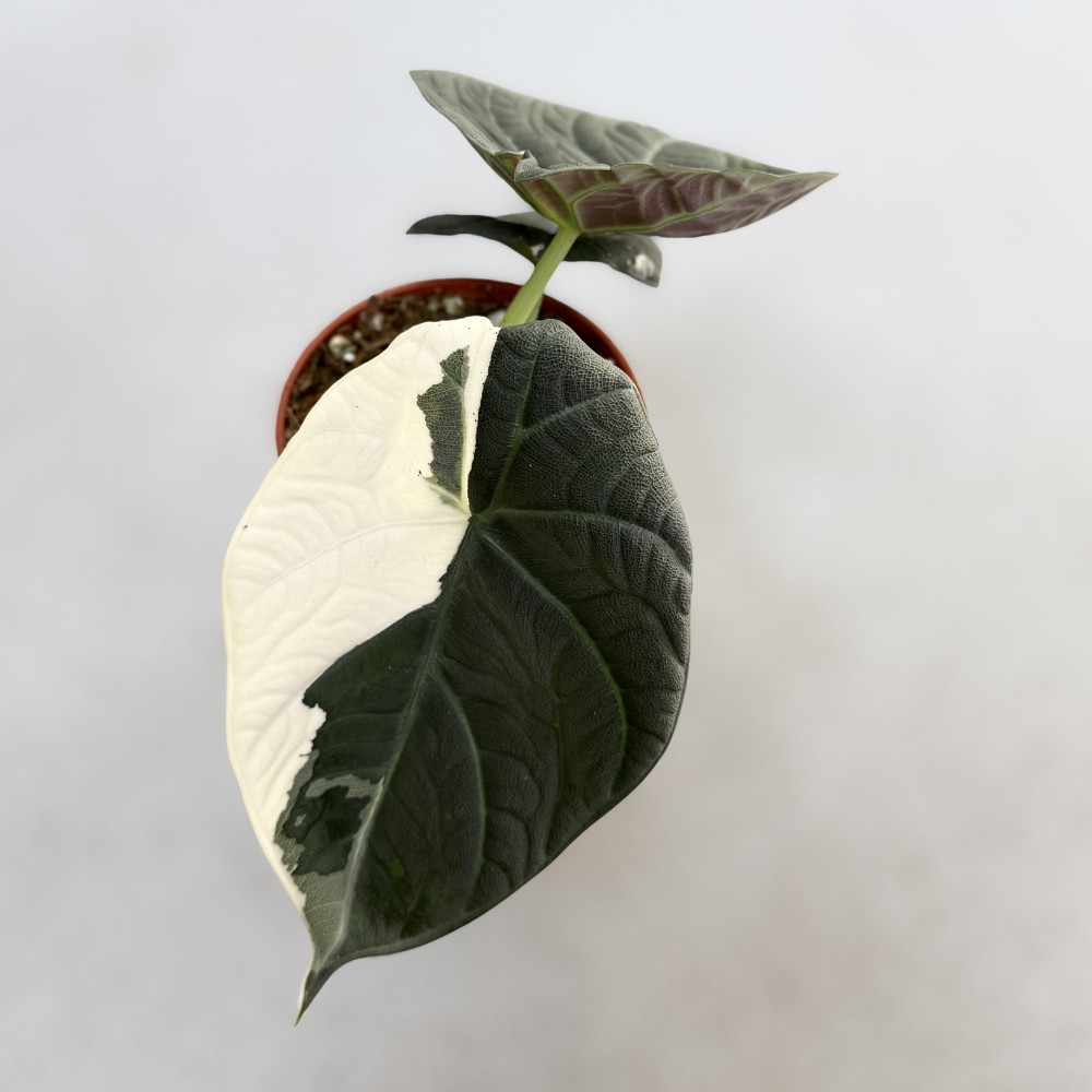 Alocasia Maharani Albo Variegata