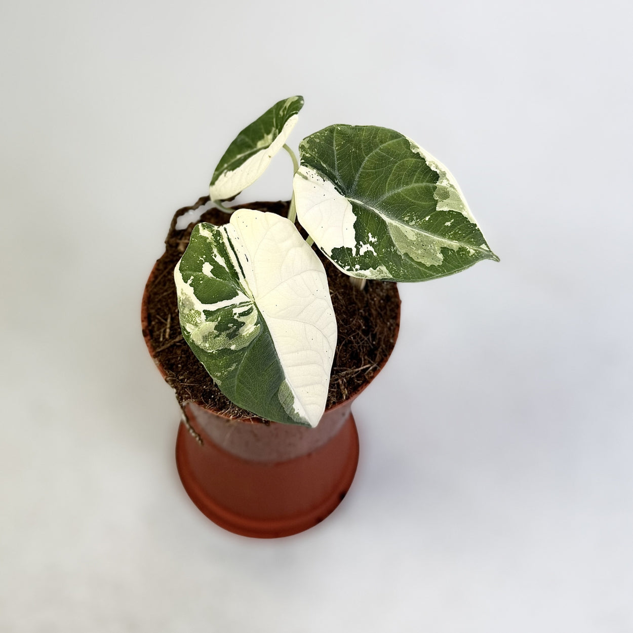 Alocasia Maharani Albo Variegata