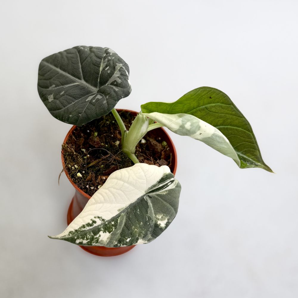 Alocasia Maharani Albo Variegata by Downtown Plant Club