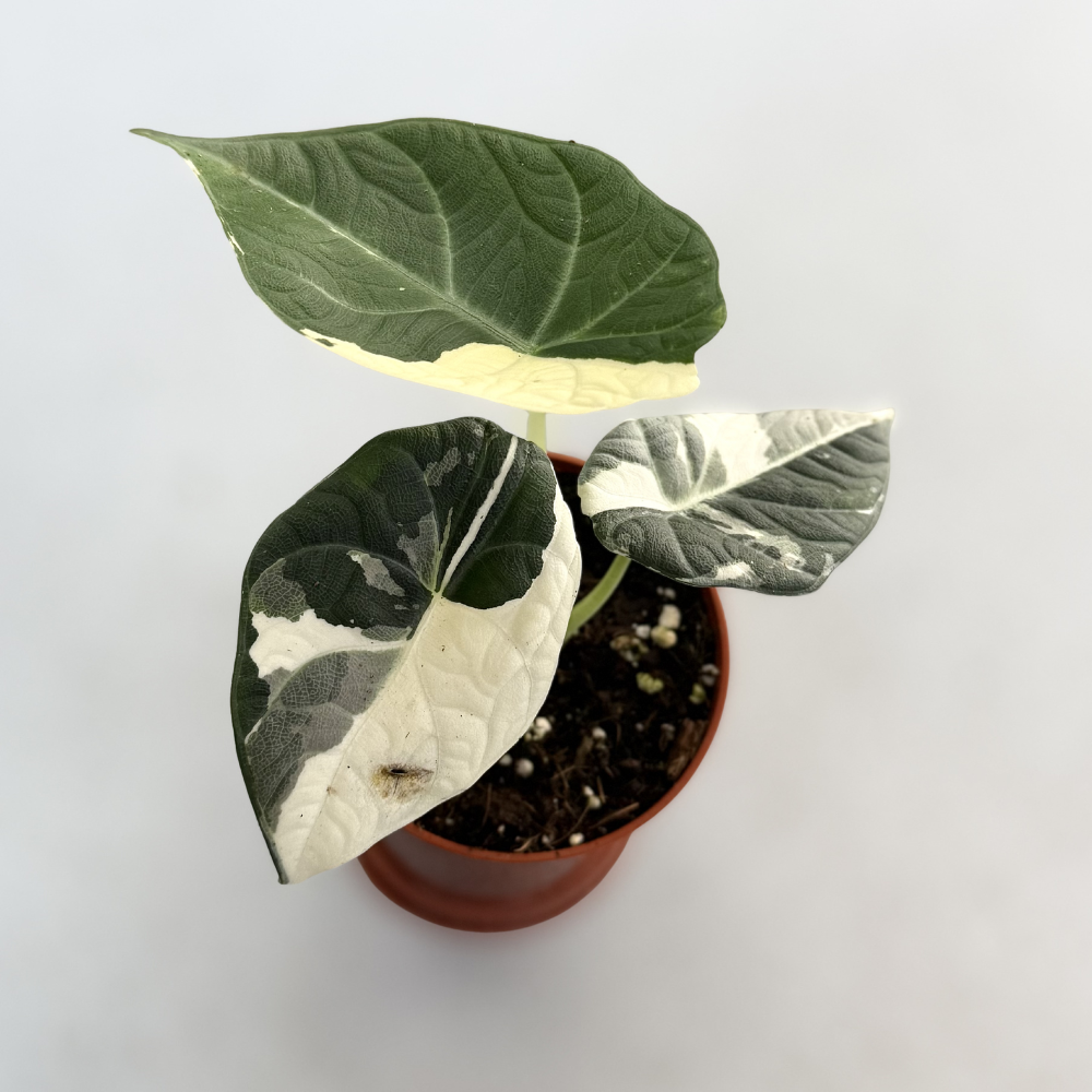 Maharani Albo Variegated マハラニ アロカシア アルボ Alocasia