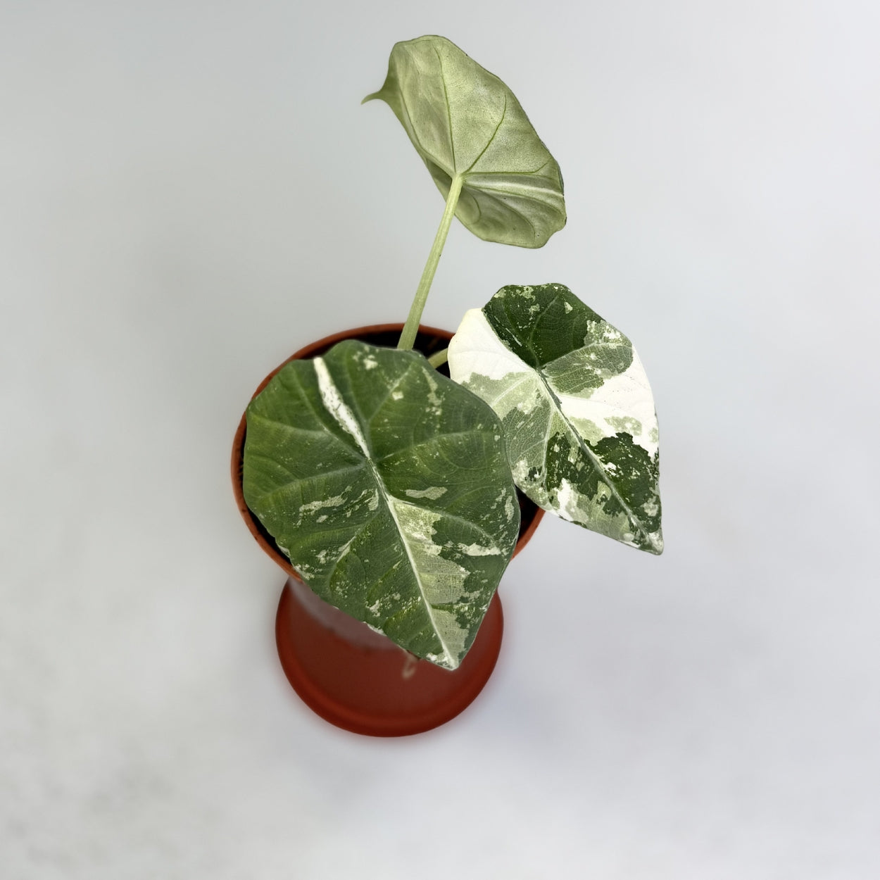 Alocasia Maharani Albo Variegata