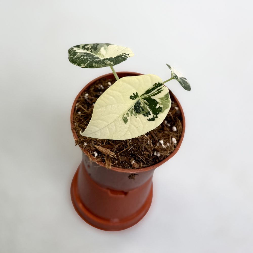 Alocasia Maharani Albo Variegata by Downtown Plant Club