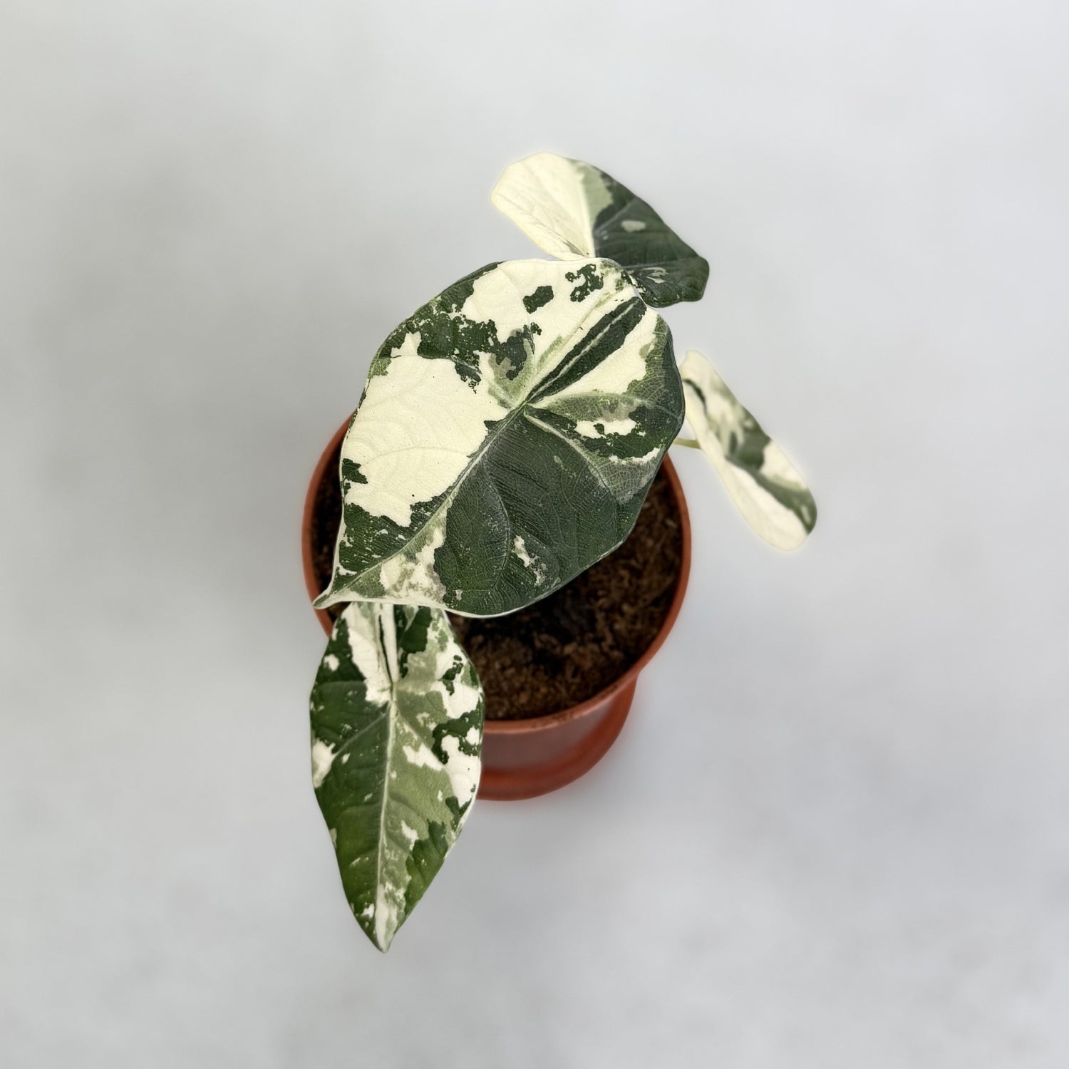 Alocasia Maharani Albo Variegata
