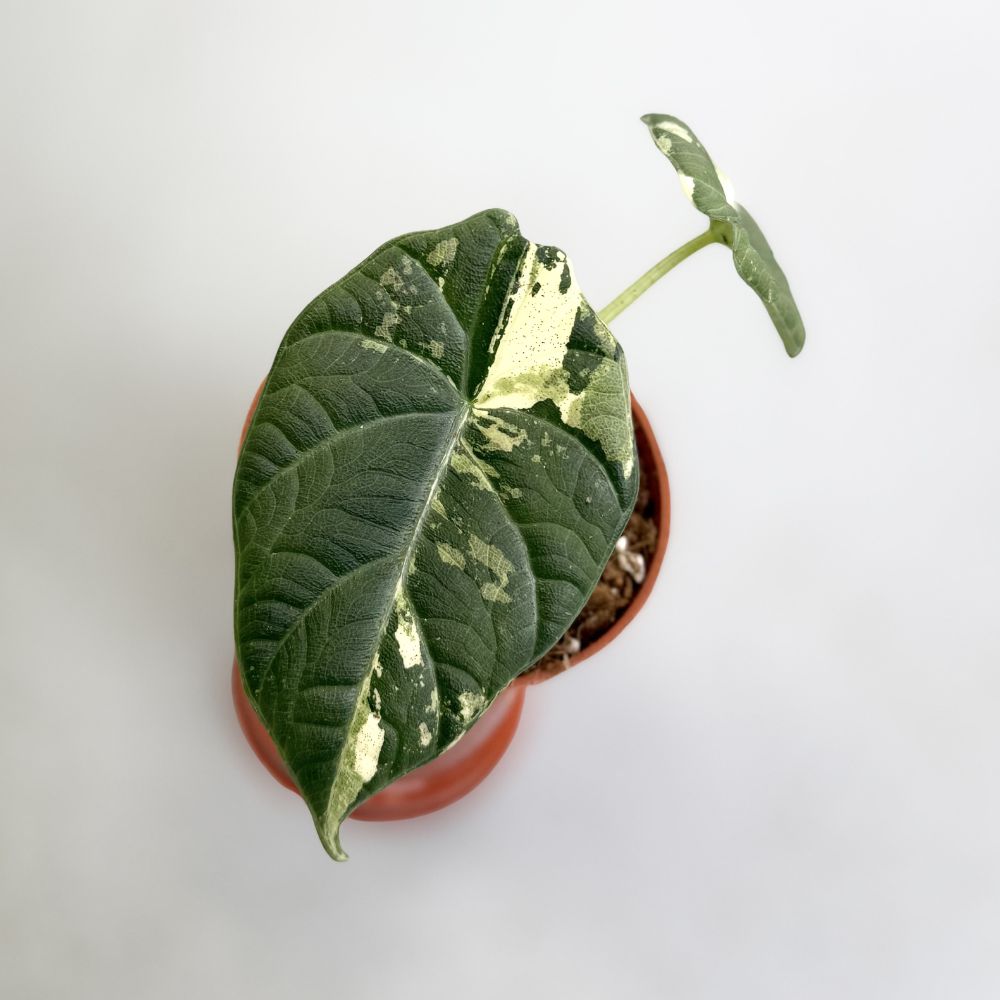 Alocasia Maharani Albo Variegata by Downtown Plant Club