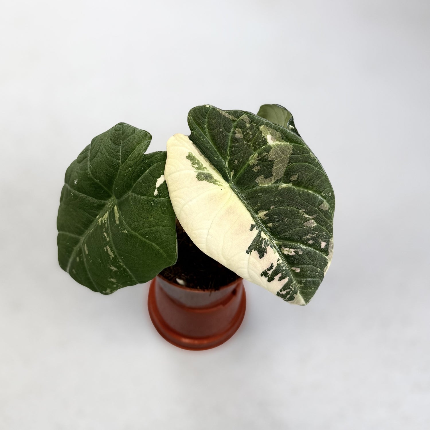 Alocasia Maharani Albo Variegata